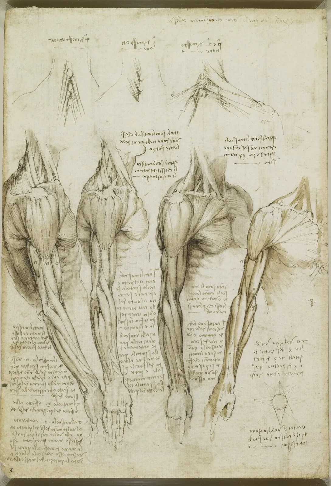 Anatomical Studies of the Muscles of the Neck, Shoulder, Chest and Arm, Leonardo da Vinci