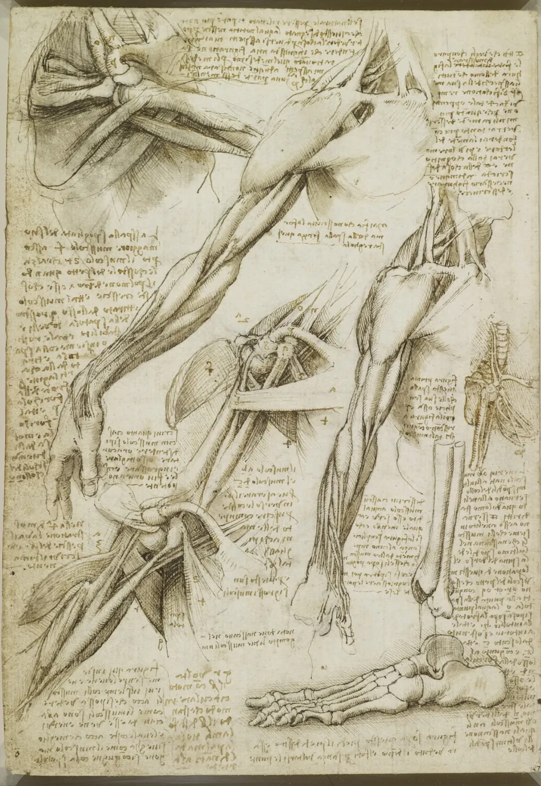 Anatomical Studies of the Muscles of the Shoulder and Arm, Leonardo da Vinci