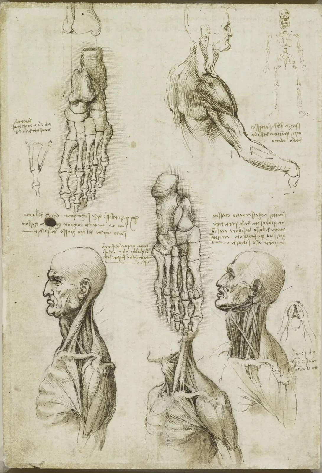 Anatomical Studies of the Muscles of the Shoulder and Neck and of the Skeletal Structure of the Foot, Leonardo da Vinci