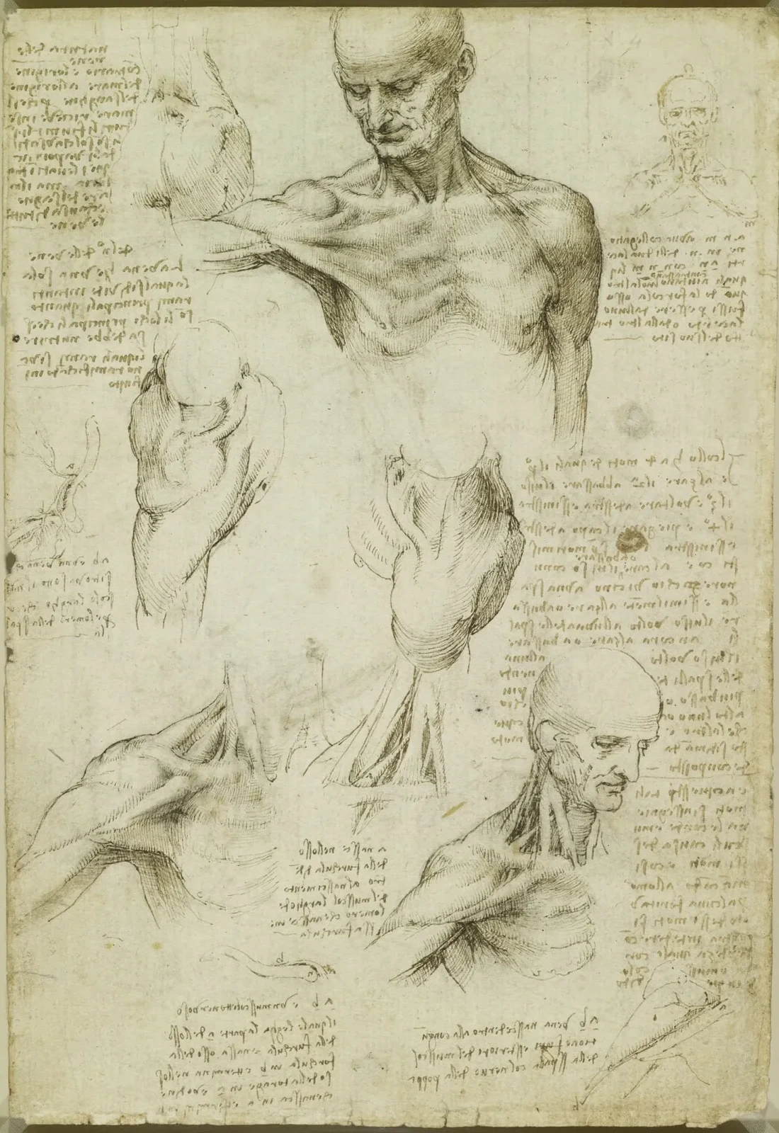 Anatomical Studies of the Muscles of the Shoulder and of the Mechanics of Stabilizing the Clavicle Joint, Leonardo da Vinci
