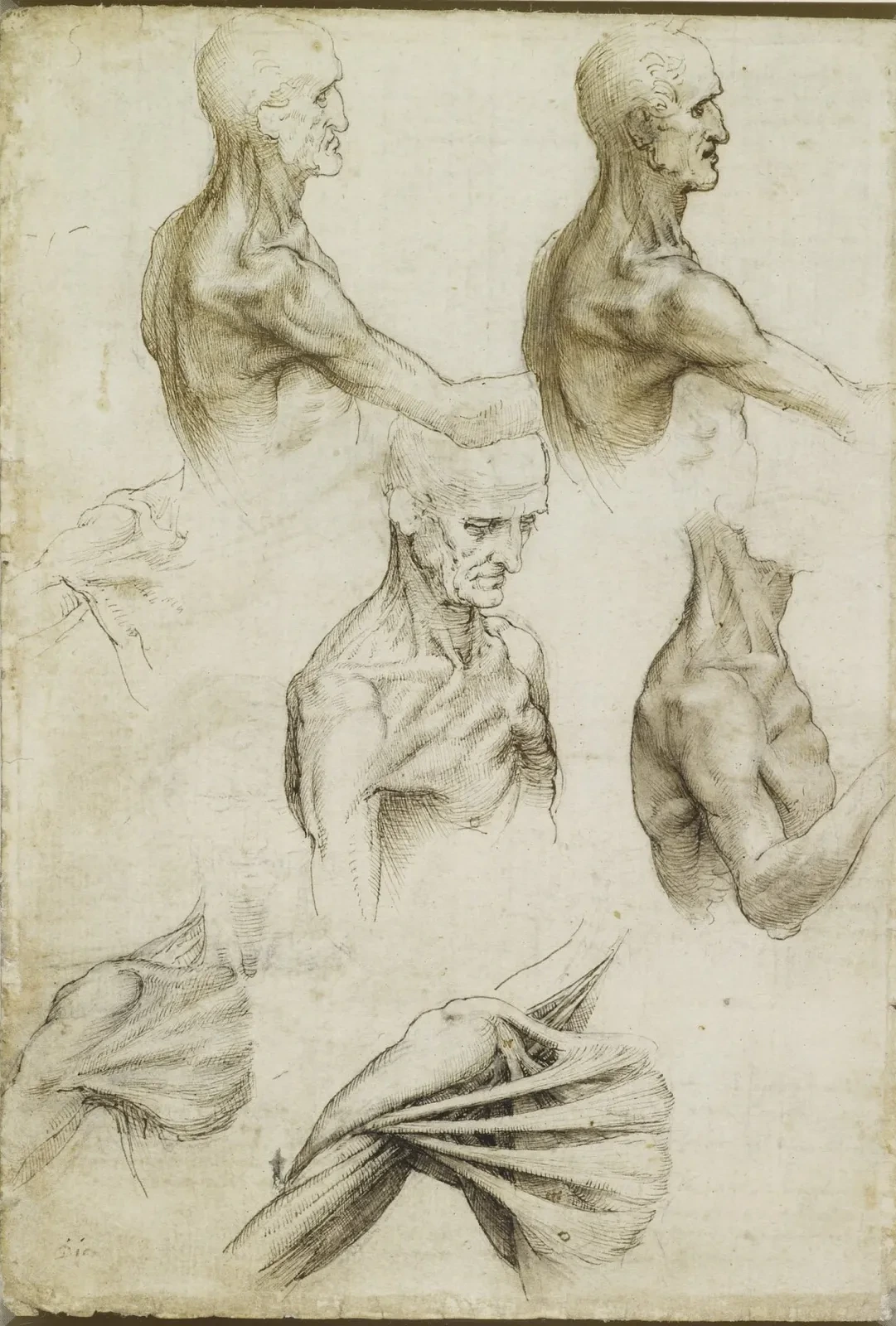 Anatomical Studies of the Muscles of the Shoulder, Neck and Chest, Leonardo da Vinci