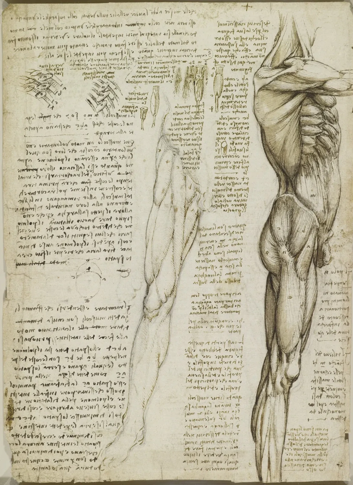 Anatomical Studies of the Muscles of the Torso and Leg, Leonardo da Vinci