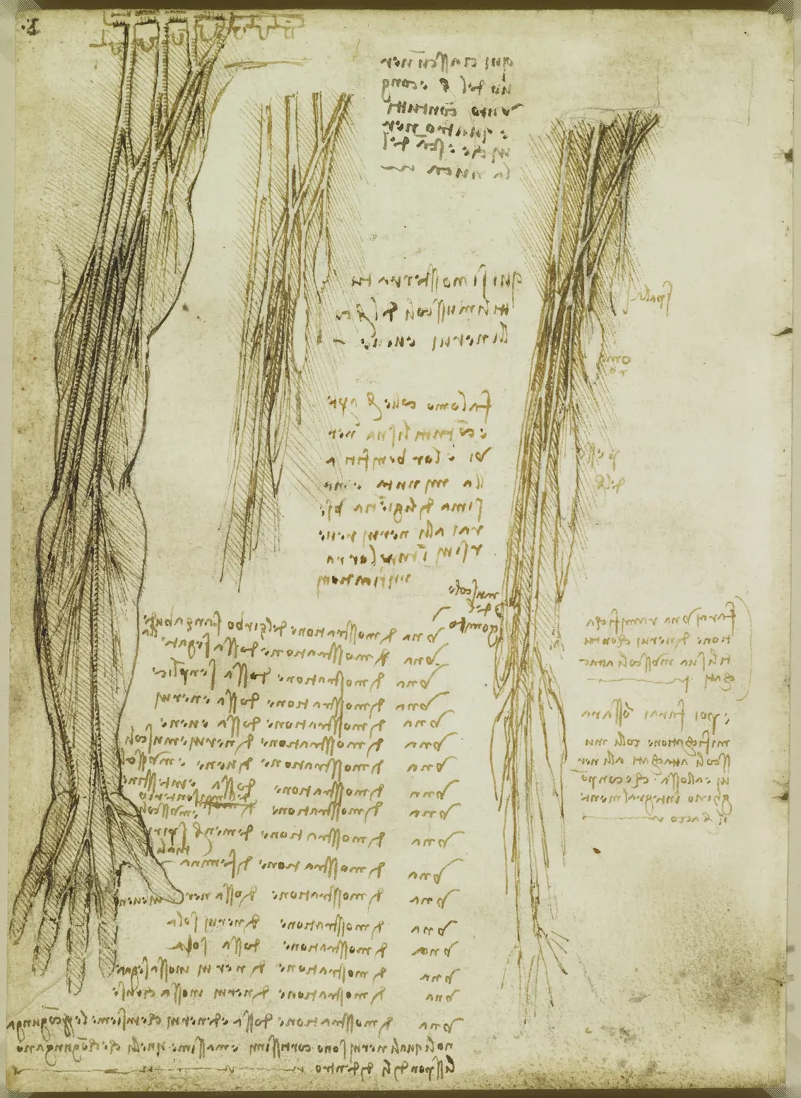 Anatomical Studies of the Nerves of the Arms and Hand, Leonardo da Vinci
