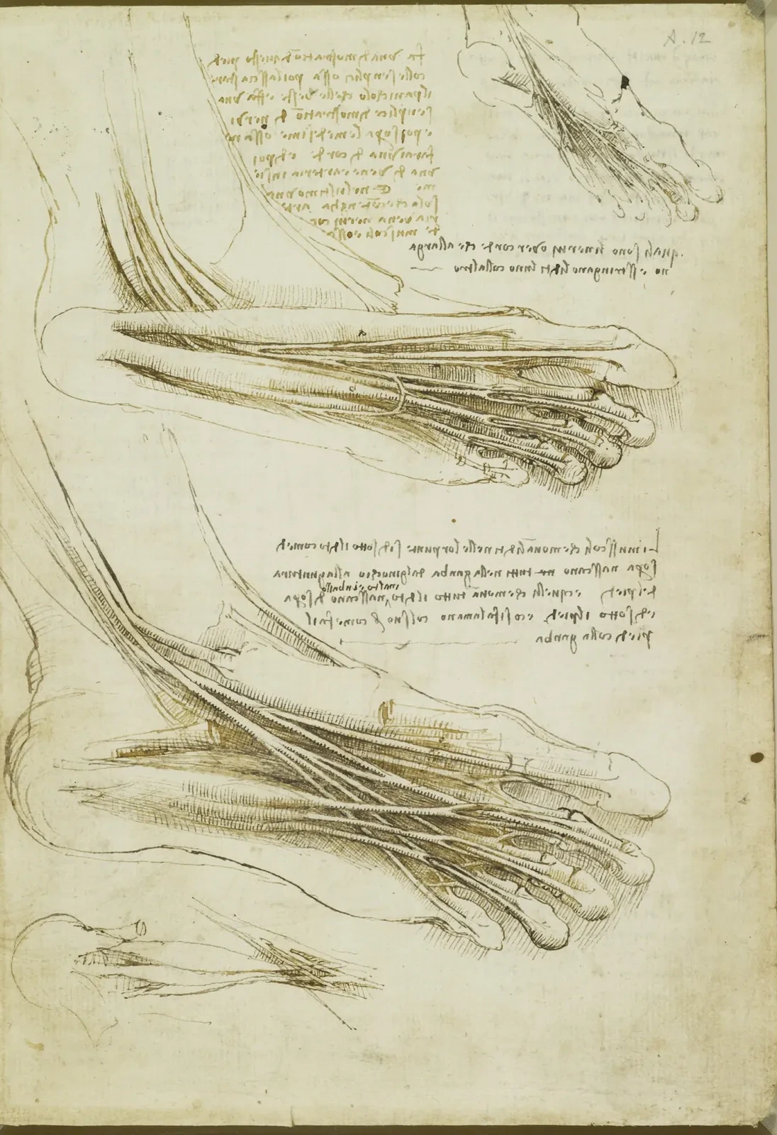 Études anatomiques de la plante du pied, Léonard de Vinci
