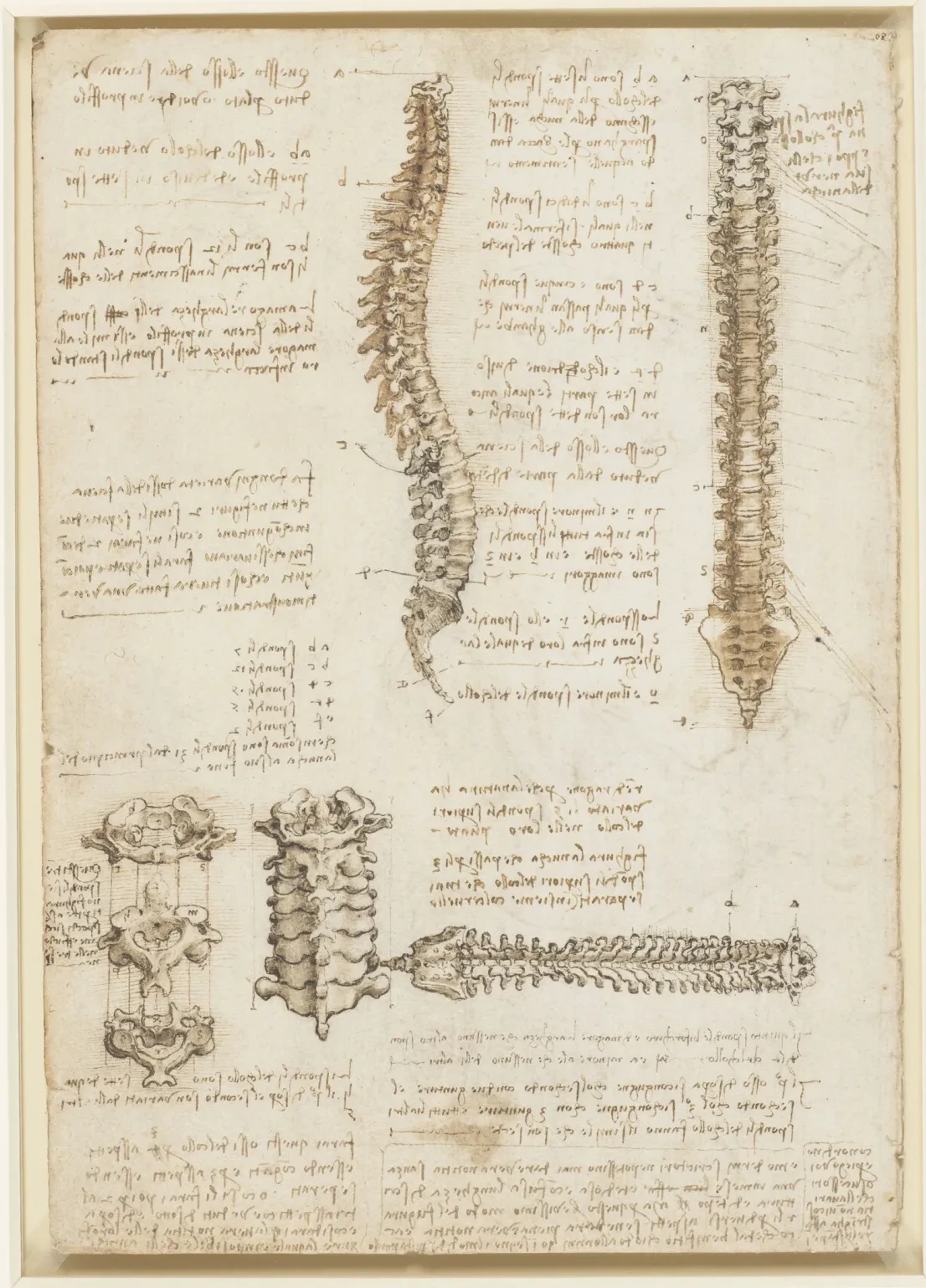 Anatomical Studies of the Spine, Leonardo da Vinci