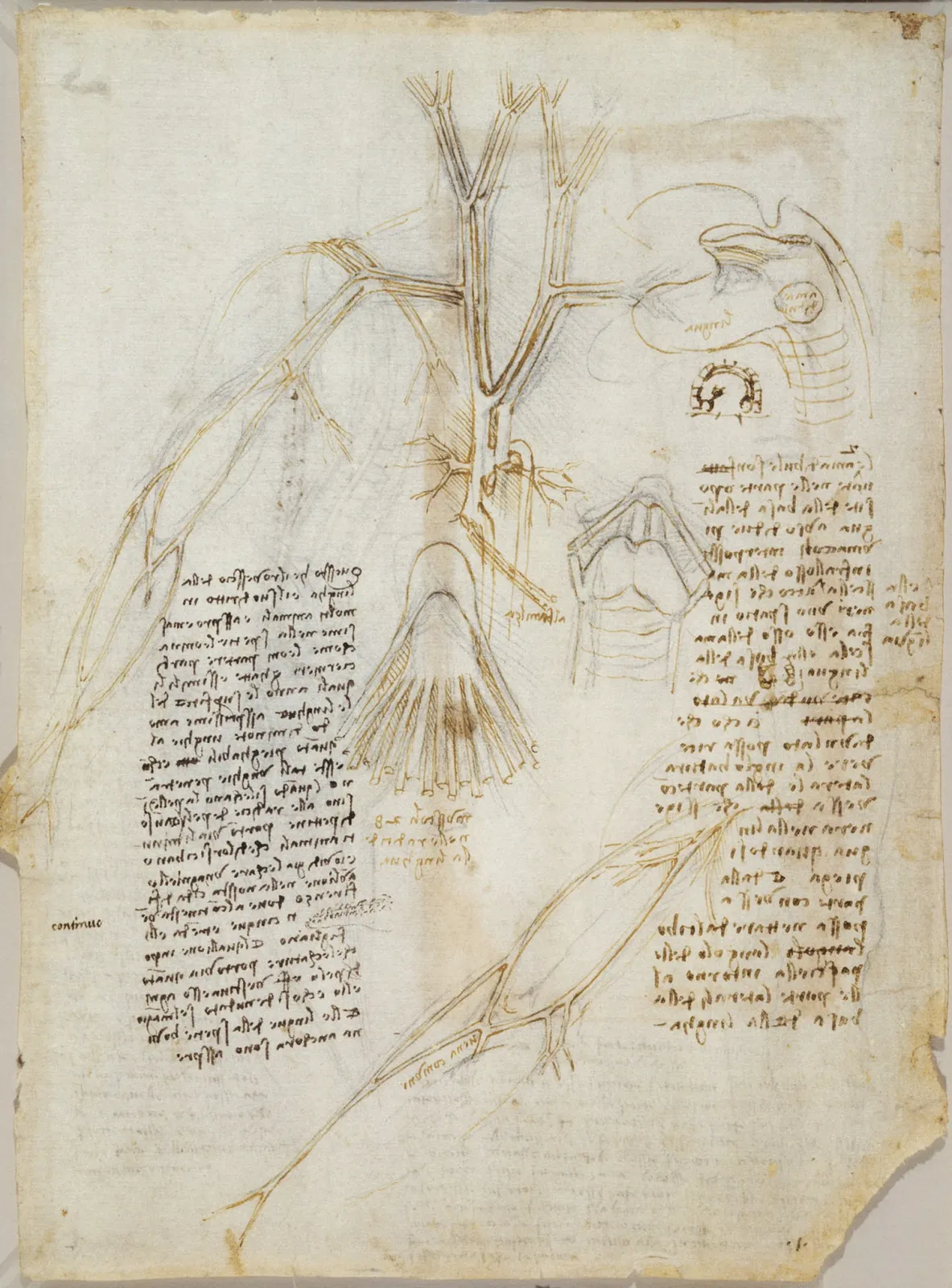 Anatomical Studies of the Veins, Tongue and Throat, Leonardo da Vinci
