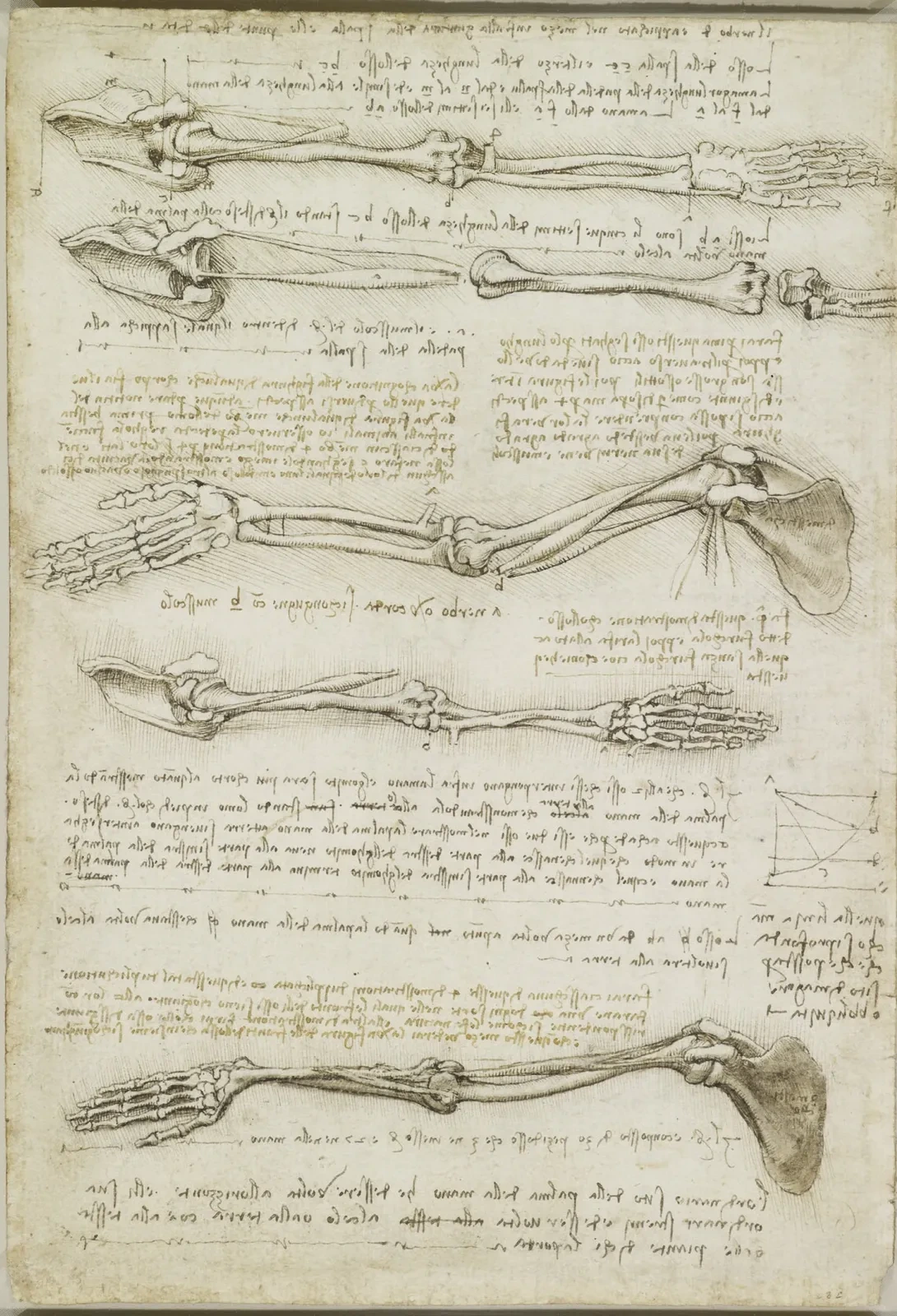 Anatomical Studies on the Rotation of the Arm (Pronation and Supination), Leonardo da Vinci
