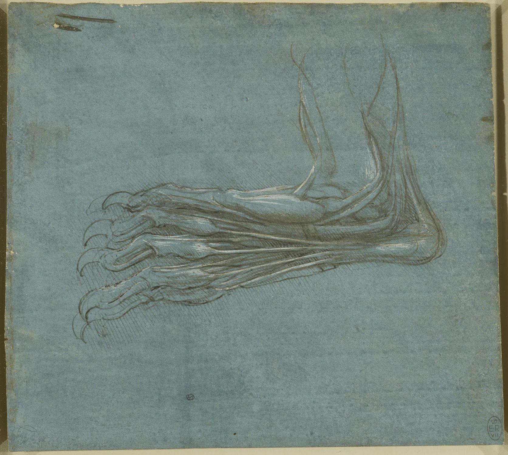 Anatomical Study of a Bear's Foot, Leonardo da Vinci