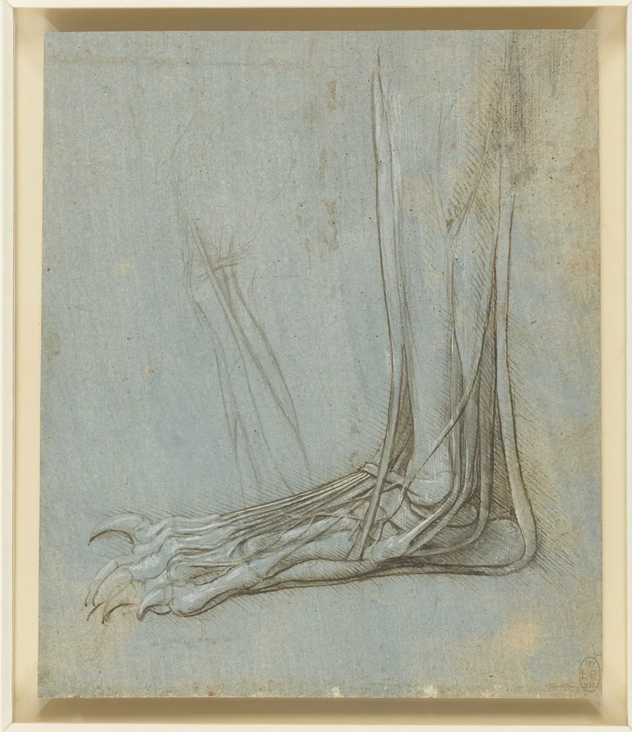 Anatomical Study of a Bear's Foot, Leonardo da Vinci