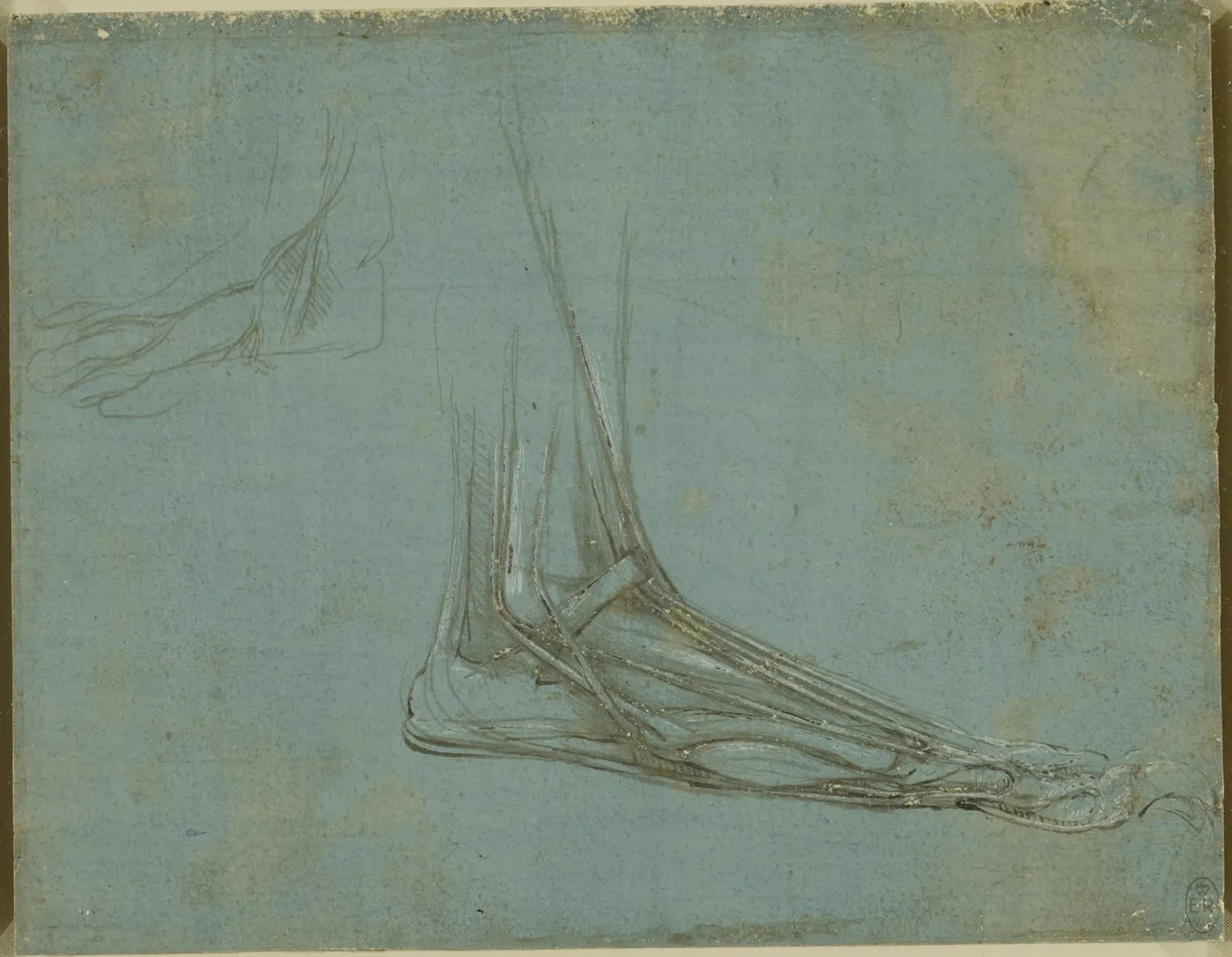 Anatomical Study of a Bear's Foot, Leonardo da Vinci