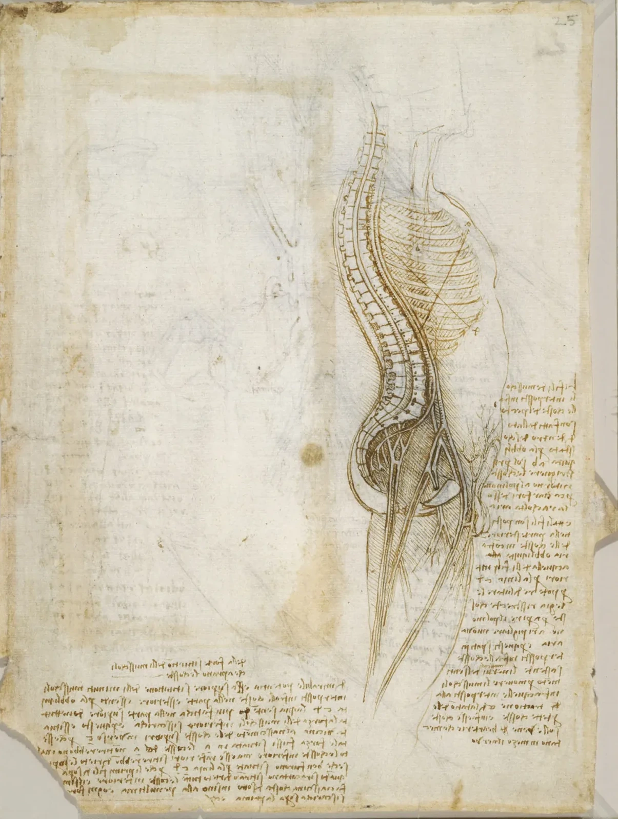 Anatomical Study of the Curvature of the Spine, the Spinal Cord and the Intercostal Muscles, Leonardo da Vinci