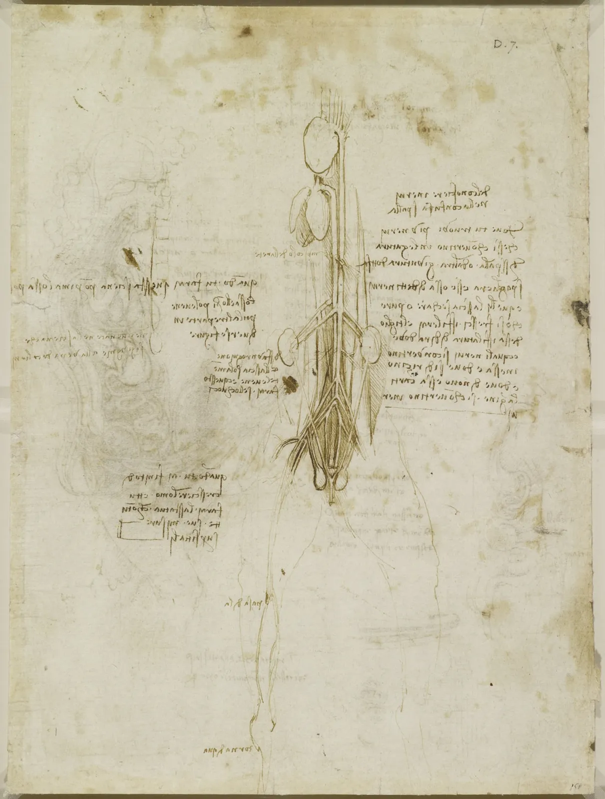 Anatomical Study of the Heart, Liver and Blood Vessels of the Abdomen and Testicles of an Animal, probably a Horse, Leonardo da Vinci