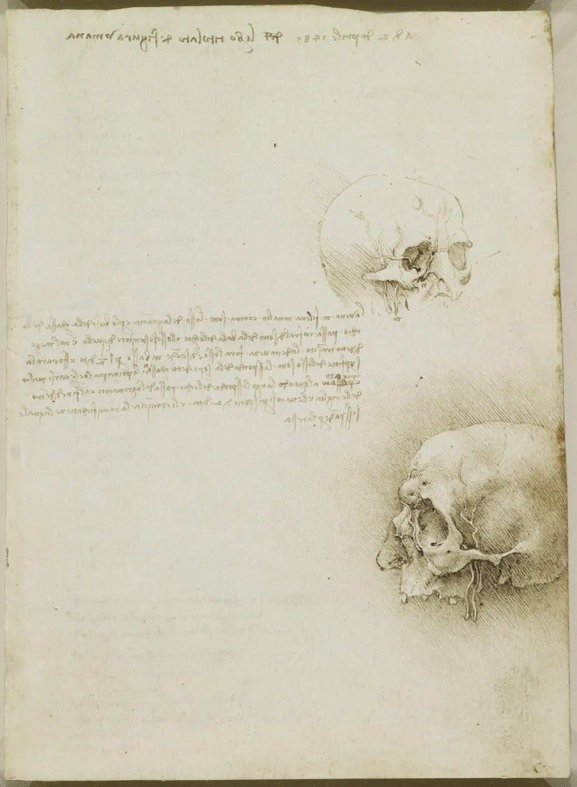 Anatomical Study of the Human Skull in Blood Vessels (Cranial and Maxillary Veins), Leonardo da Vinci