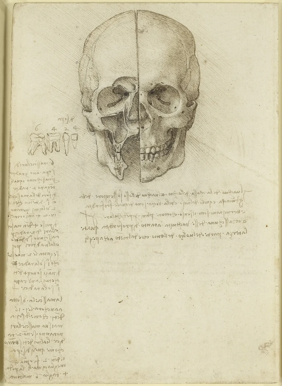Anatomical Study of the Human Skull in Sagittal Section, Seen from the Front, Leonardo da Vinci