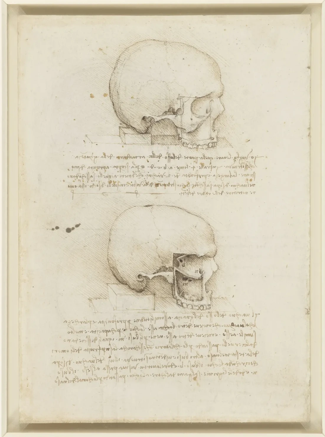 Étude anatomique du crâne humain vu de côté, montrant les orbites et le sinus maxillaire, Léonard de Vinci