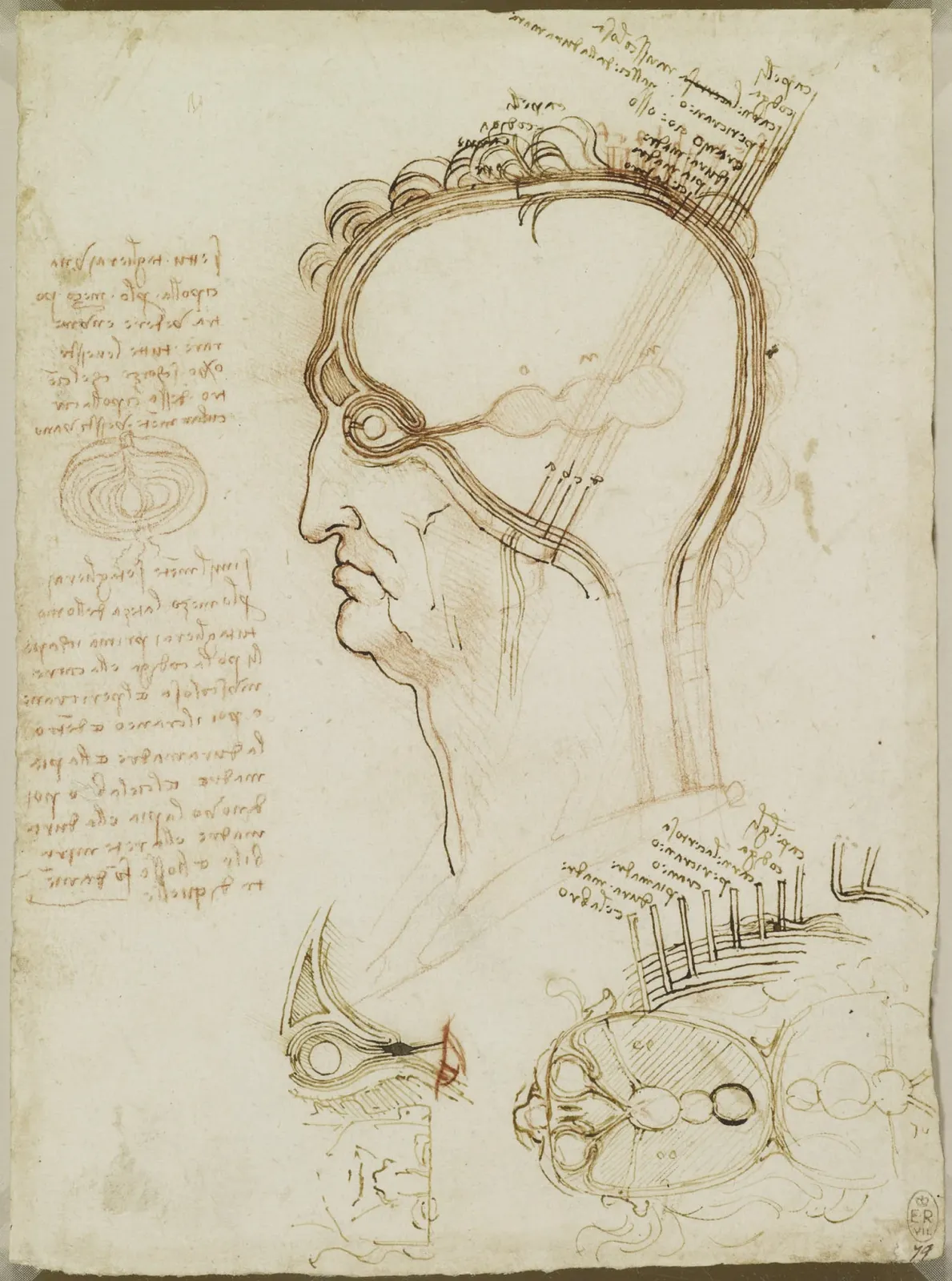 Anatomical Study of the Layers of the Brain and Scalp, Leonardo da Vinci