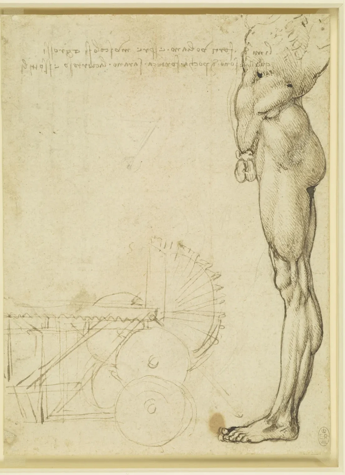 Étude anatomique des muscles de la jambe, Léonard de Vinci