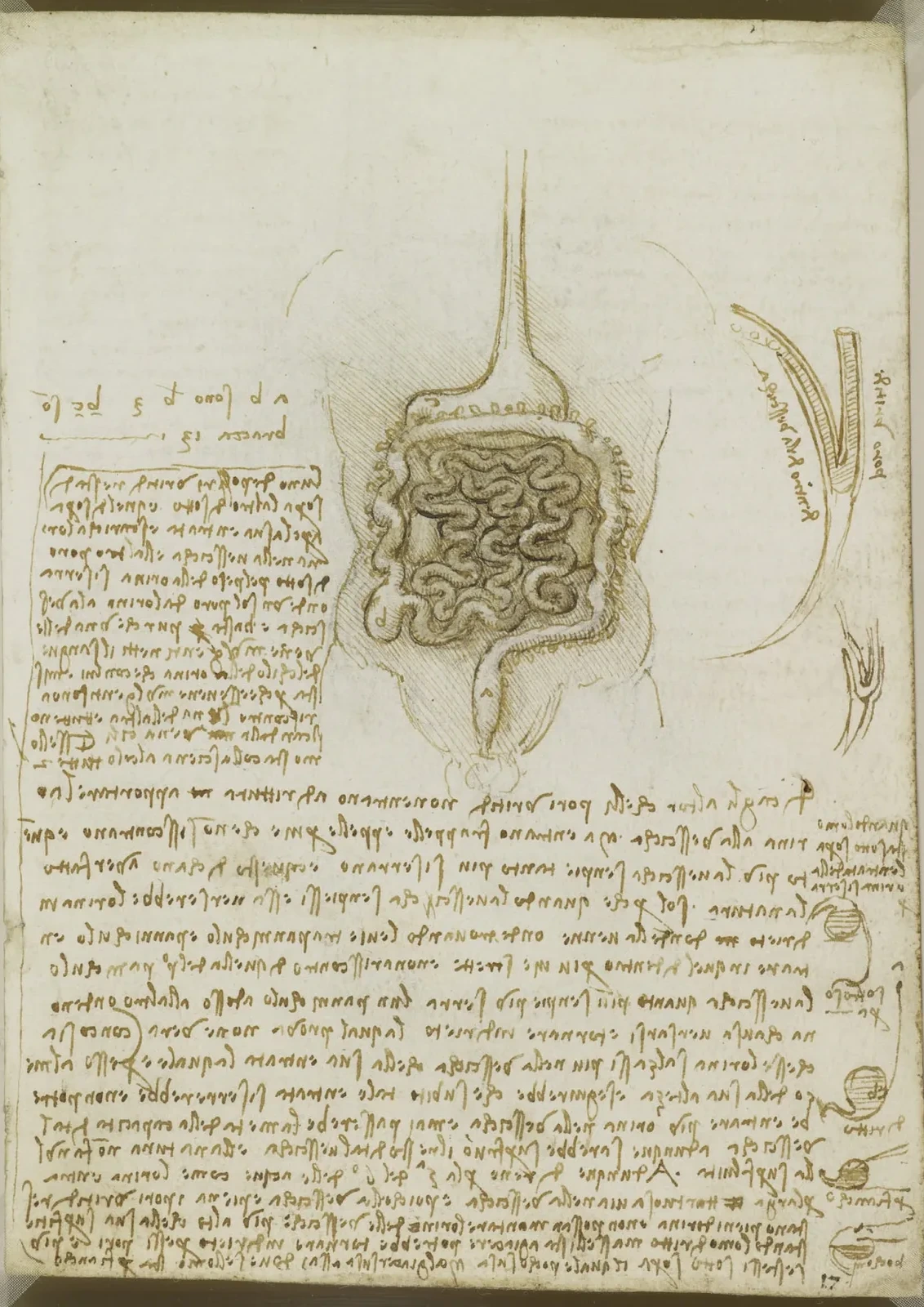 Anatomical Study of the Stomach, Intestines and Physiology of the Kidneys and Bladder, Leonardo da Vinci