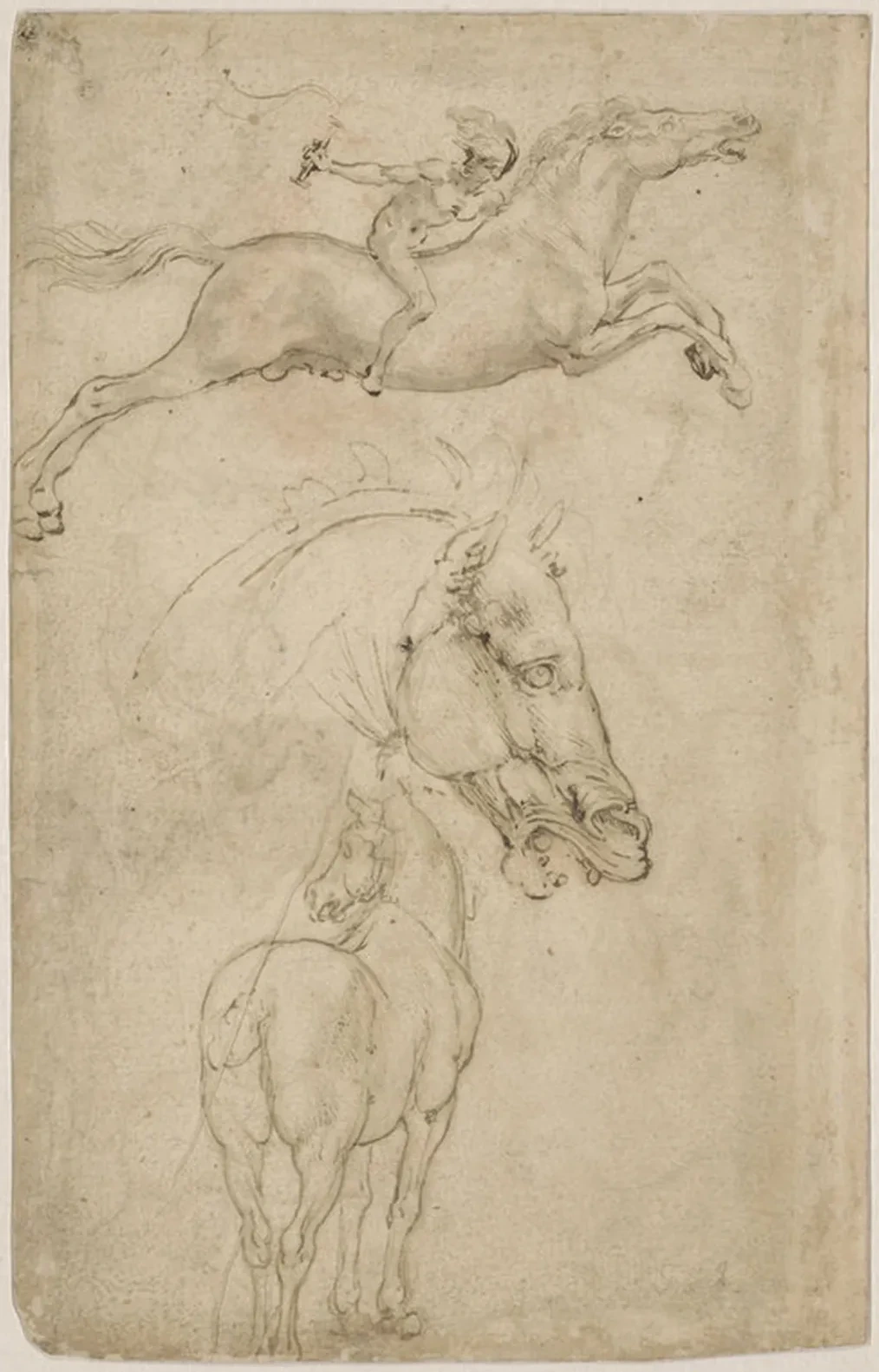 Cavalier allant au galop, tête de cheval de profil, cheval vu par la croupe, Léonard de Vinci