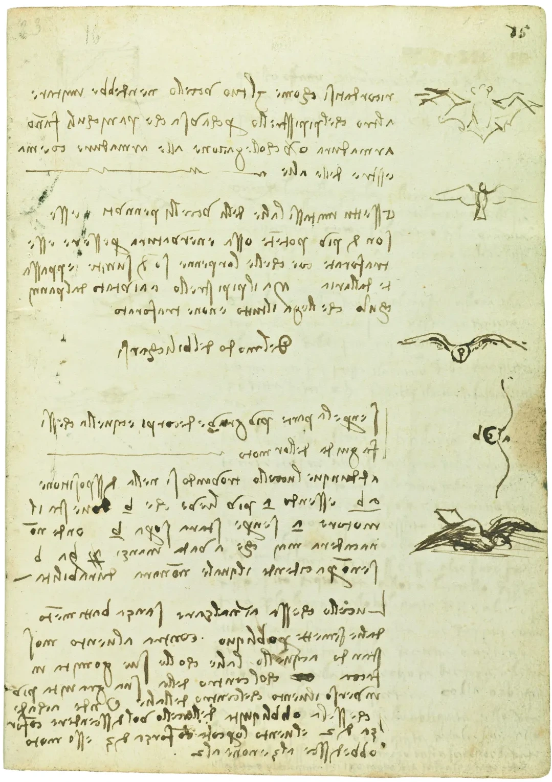 Comparison between the Wings of Bats and Birds, Leonardo da Vinci