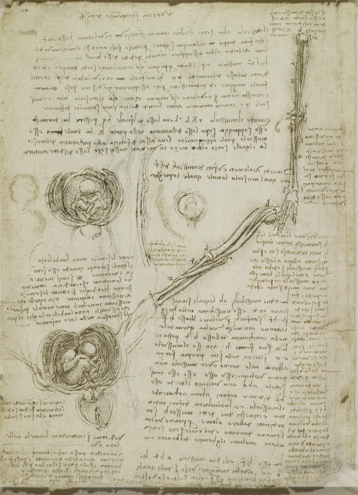 Drawings of the Foetus in utero and the three surronding Membranes, and of the Movements of the Elbow Joint, Leonardo da Vinci