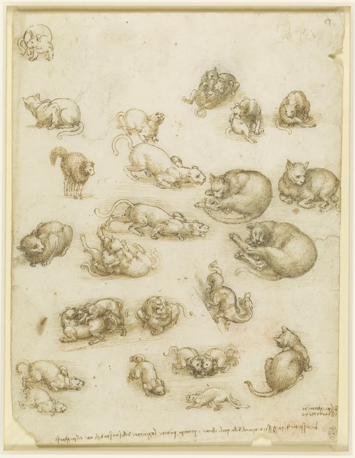 Étude du mouvement des chats, Léonard de Vinci