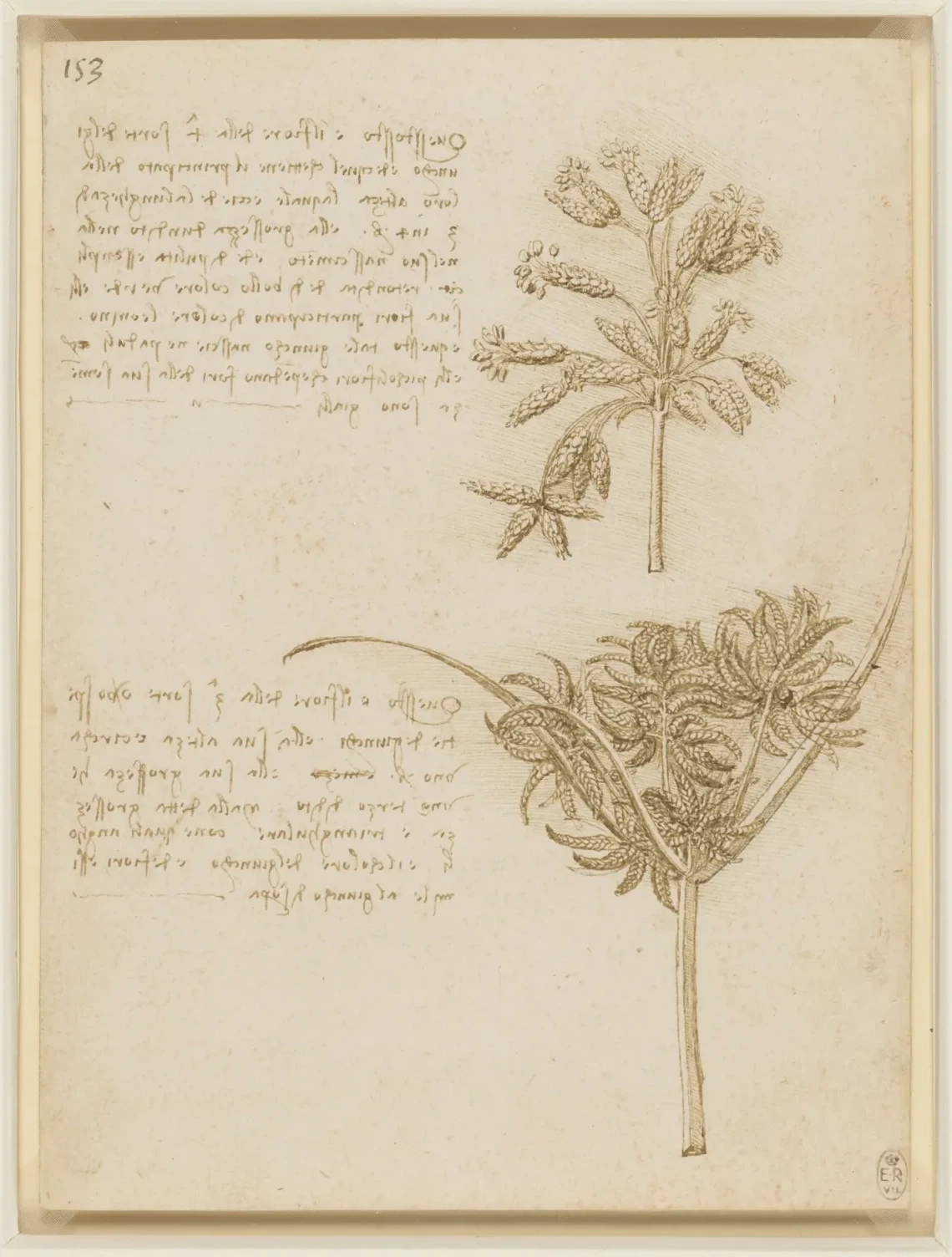 Flower-bearing stalks of two species of sedge: common club-rush (Schoeno-plectus lacustris) and galingale (Cyperus spec.), Leonardo da Vinci