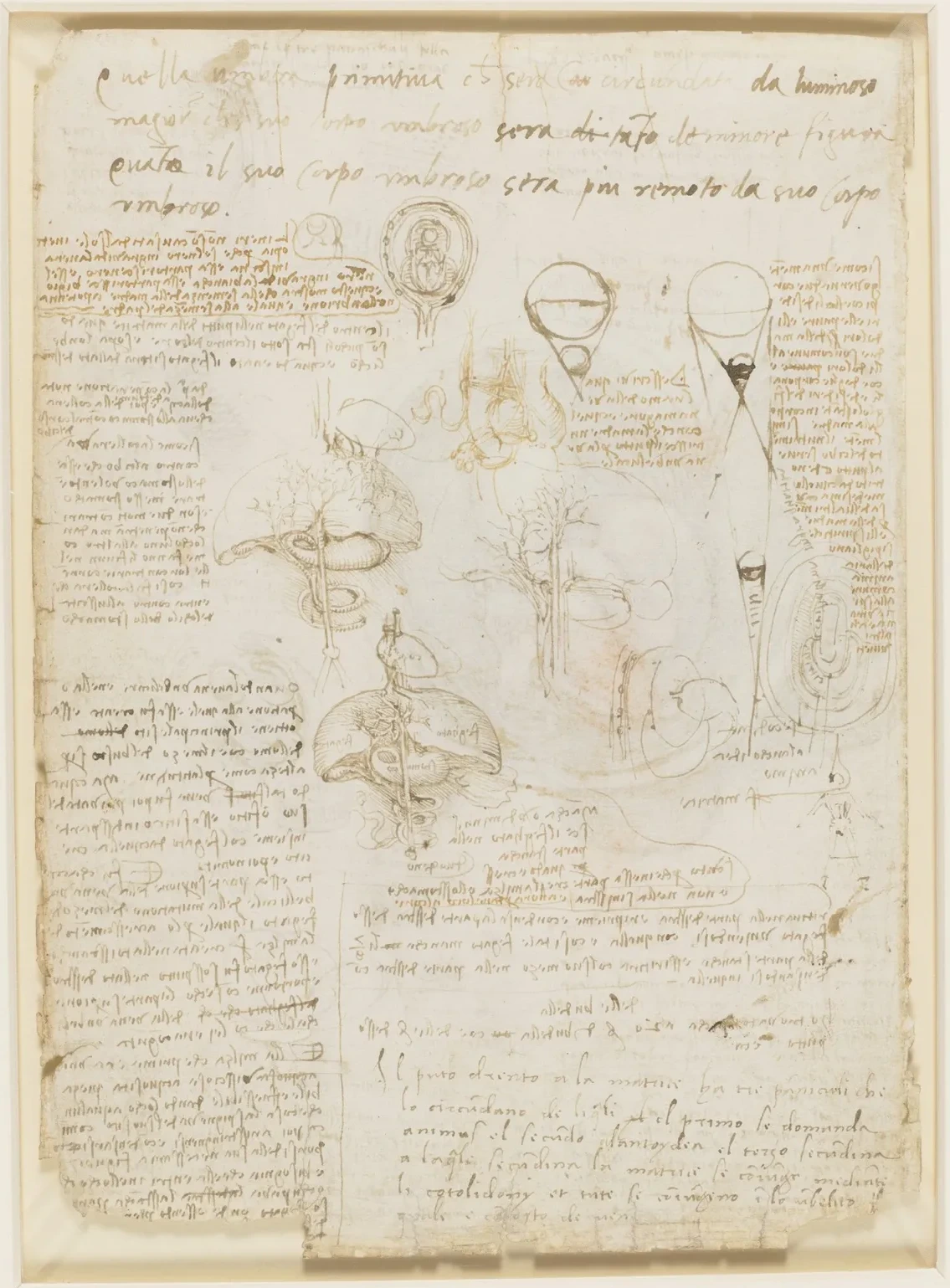 Foetus in the Womb, Leonardo da Vinci
