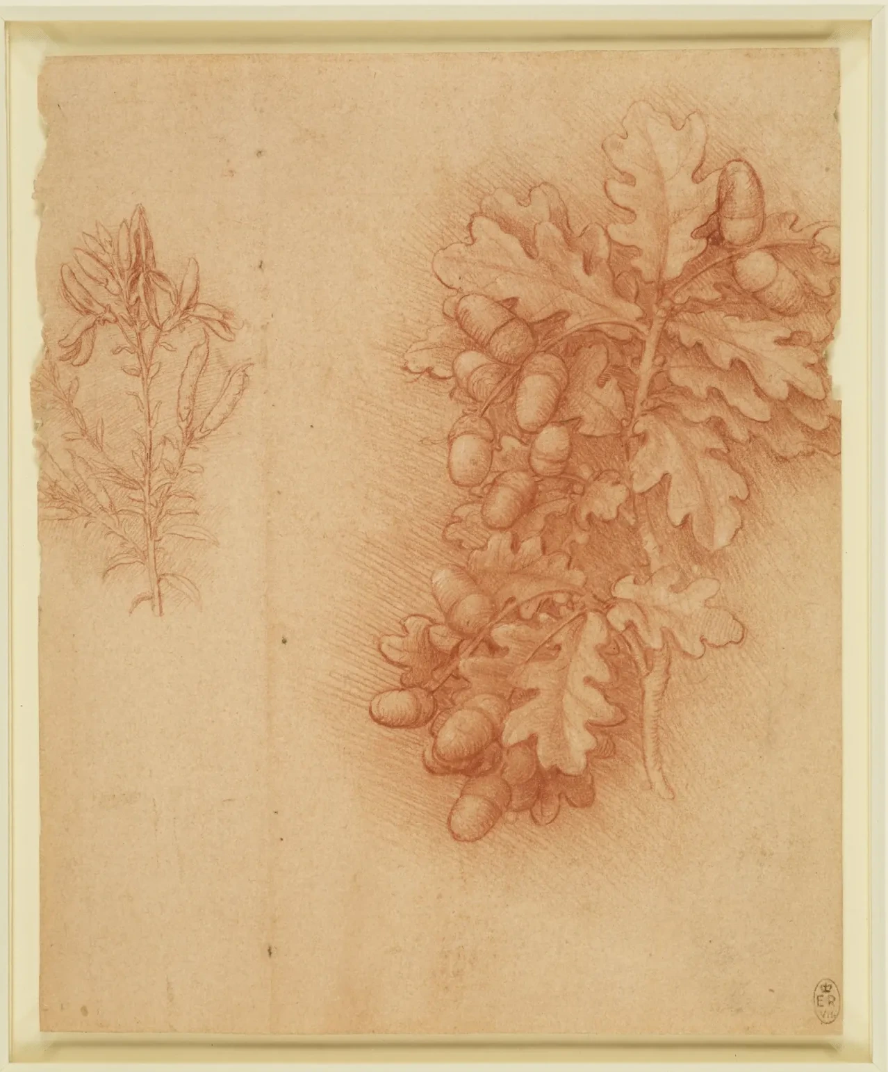 Fruiting branch of common oak (Quercus robur), beside it dyer's greenweed (Genista tinctoria), Leonardo da Vinci