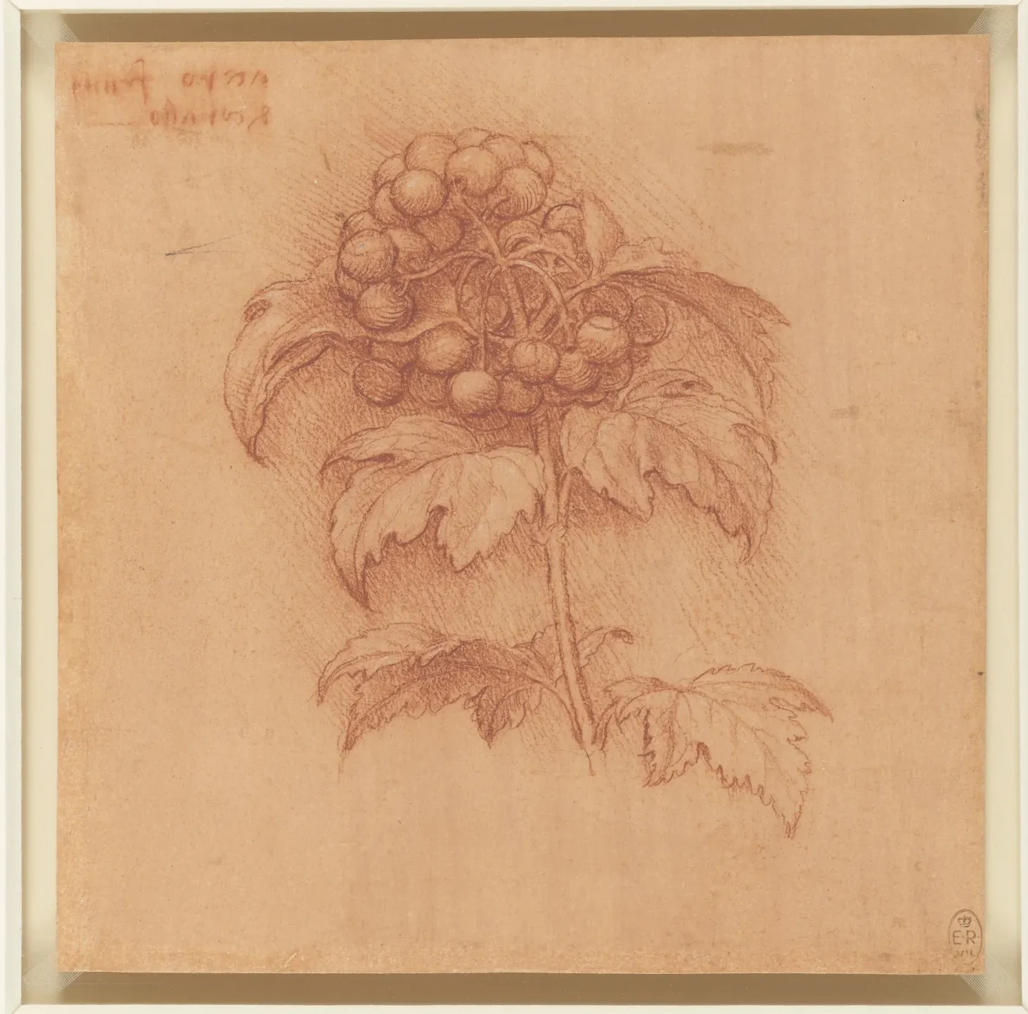 Fruiting branch of Guelder rose (Viburnum opulus), Leonardo da Vinci