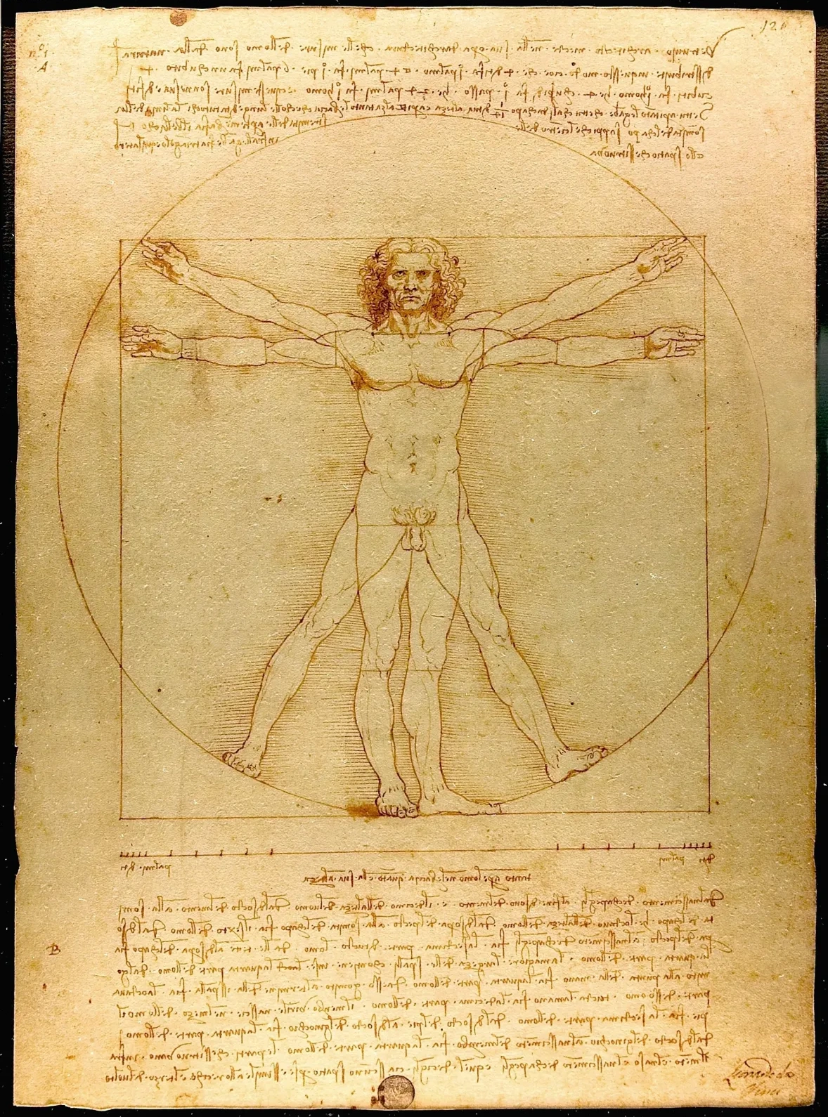 Homme de Vitruve, Leonardo da Vinci