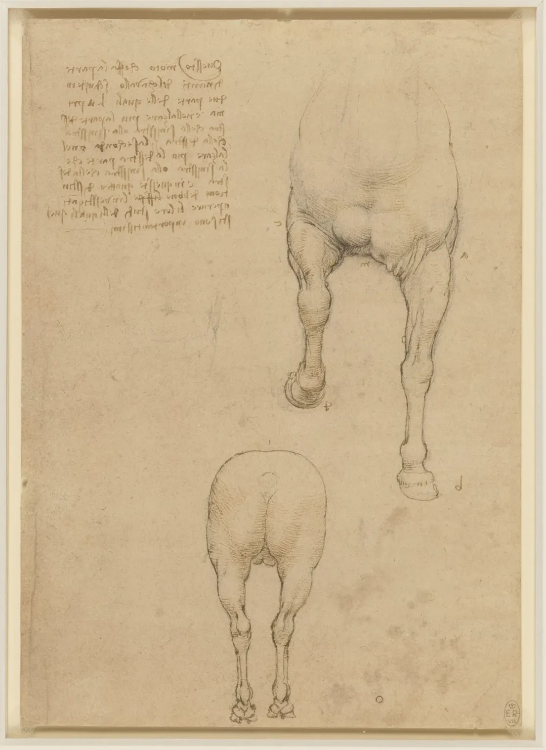 Études de cheval, Léonard de Vinci