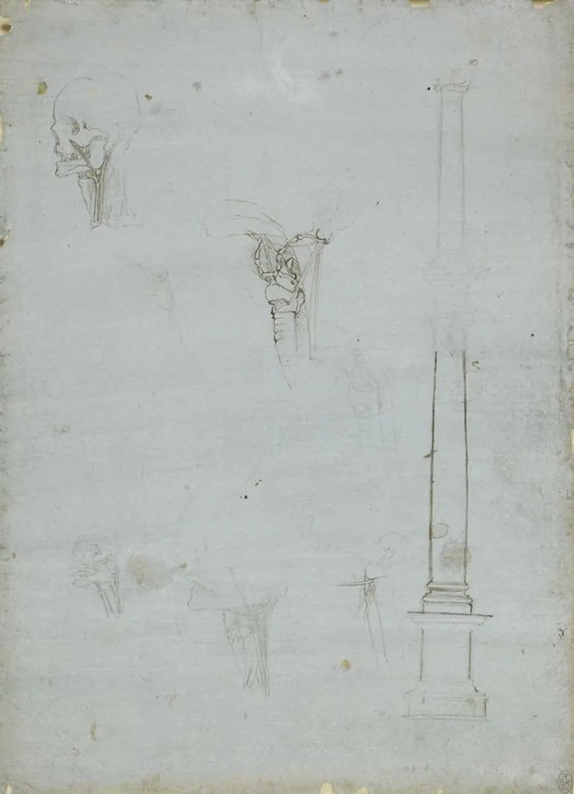 Nerfs et vaisseaux sanguins irriguant le crâne, Léonard de Vinci