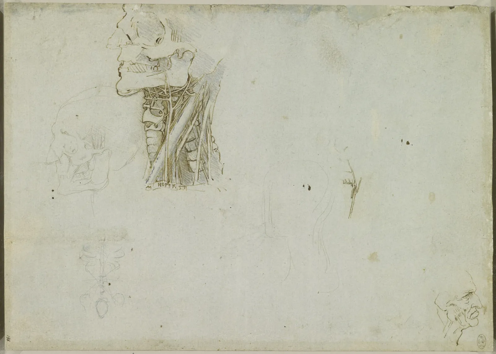 Nerfs et vaisseaux sanguins irriguant le crâne, Léonard de Vinci
