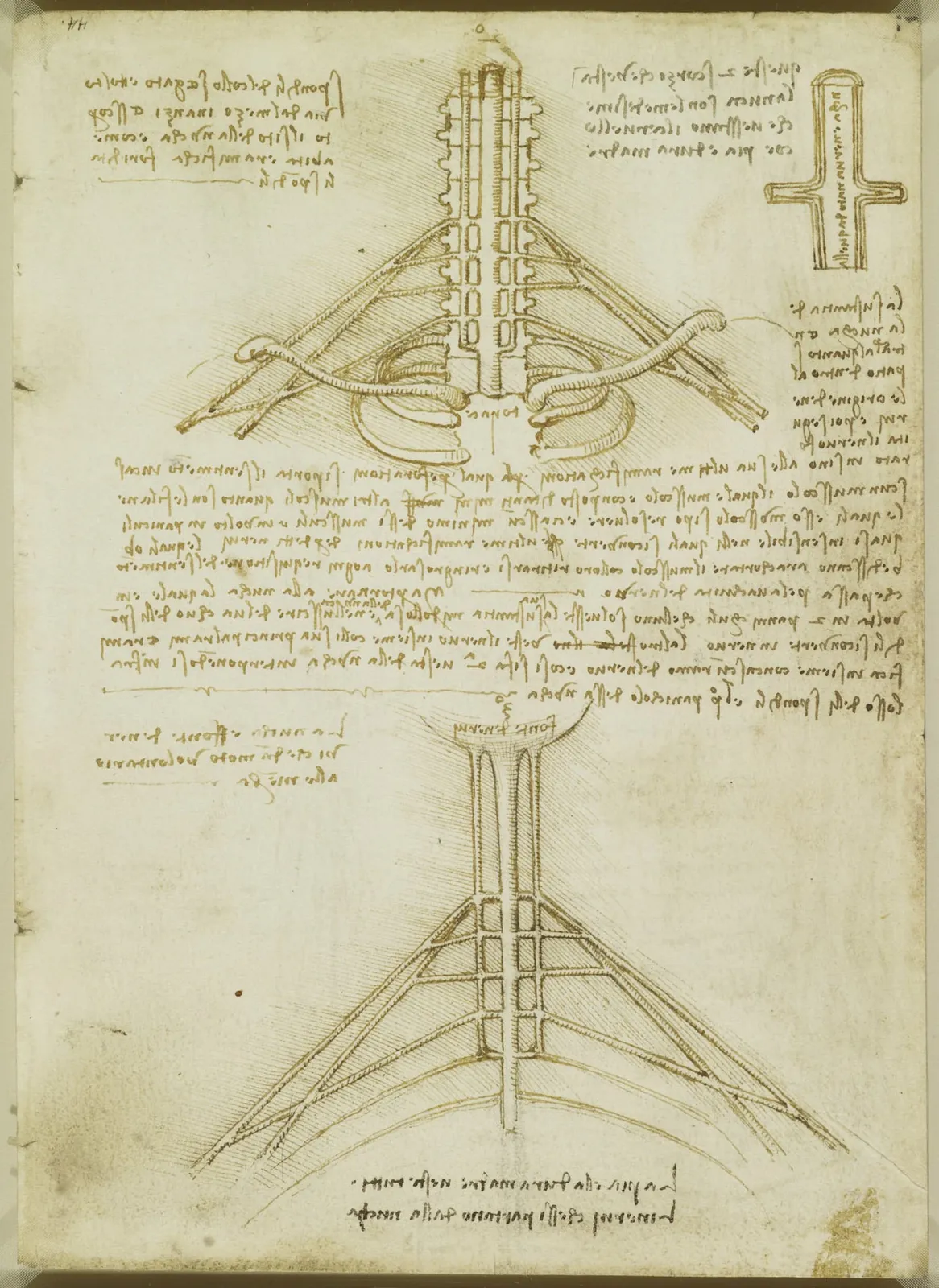 Nerfs issus des vertèbres cervicales, Léonard de Vinci