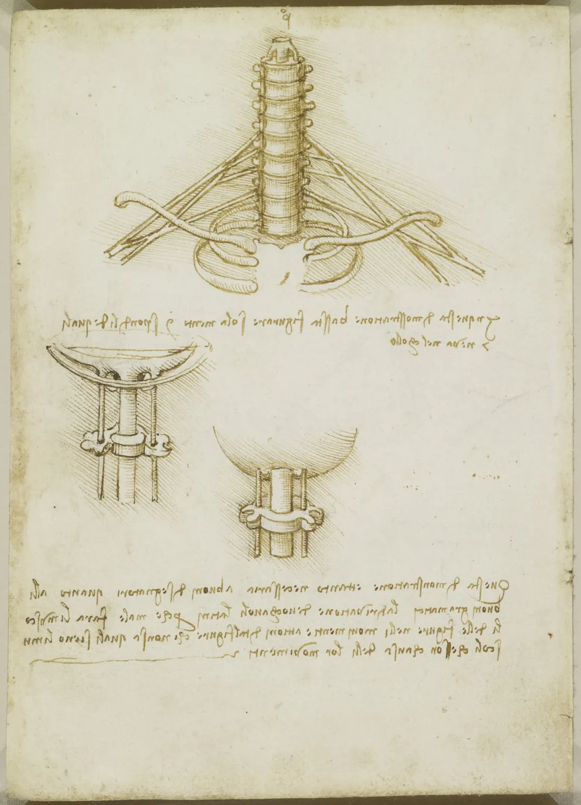 Nerfs issus des vertèbres cervicales, Léonard de Vinci