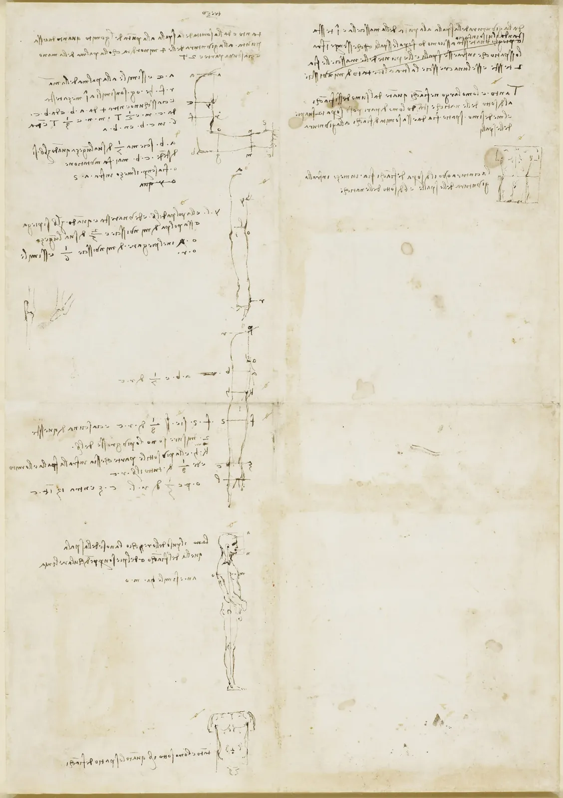 Notes of the Proportions of the Arm, Torso and Leg, Leonardo da Vinci
