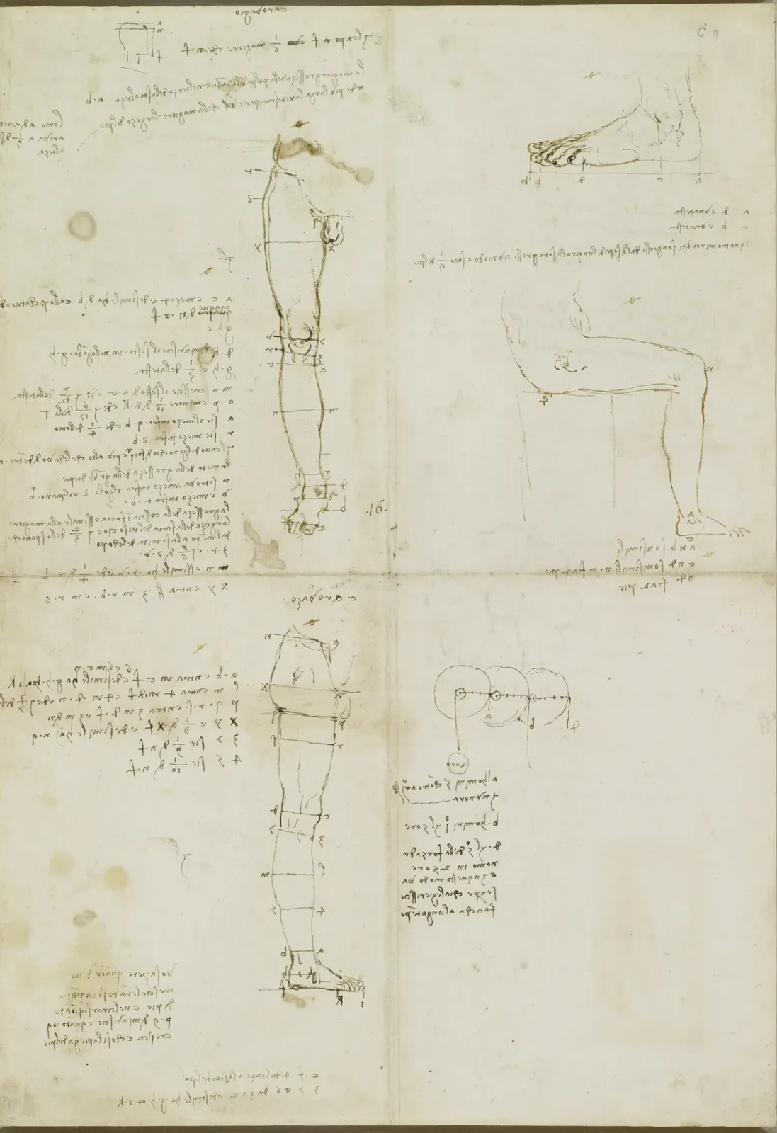 Notes sur les proportions de la jambe, Léonard de Vinci