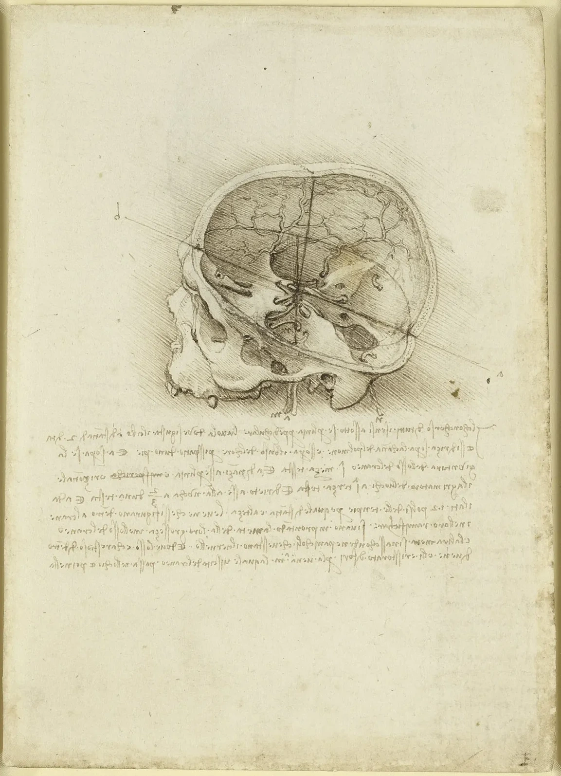 Side View of Human Skull in Sagittal Section, with Cranial Nerves, Leonardo da Vinci