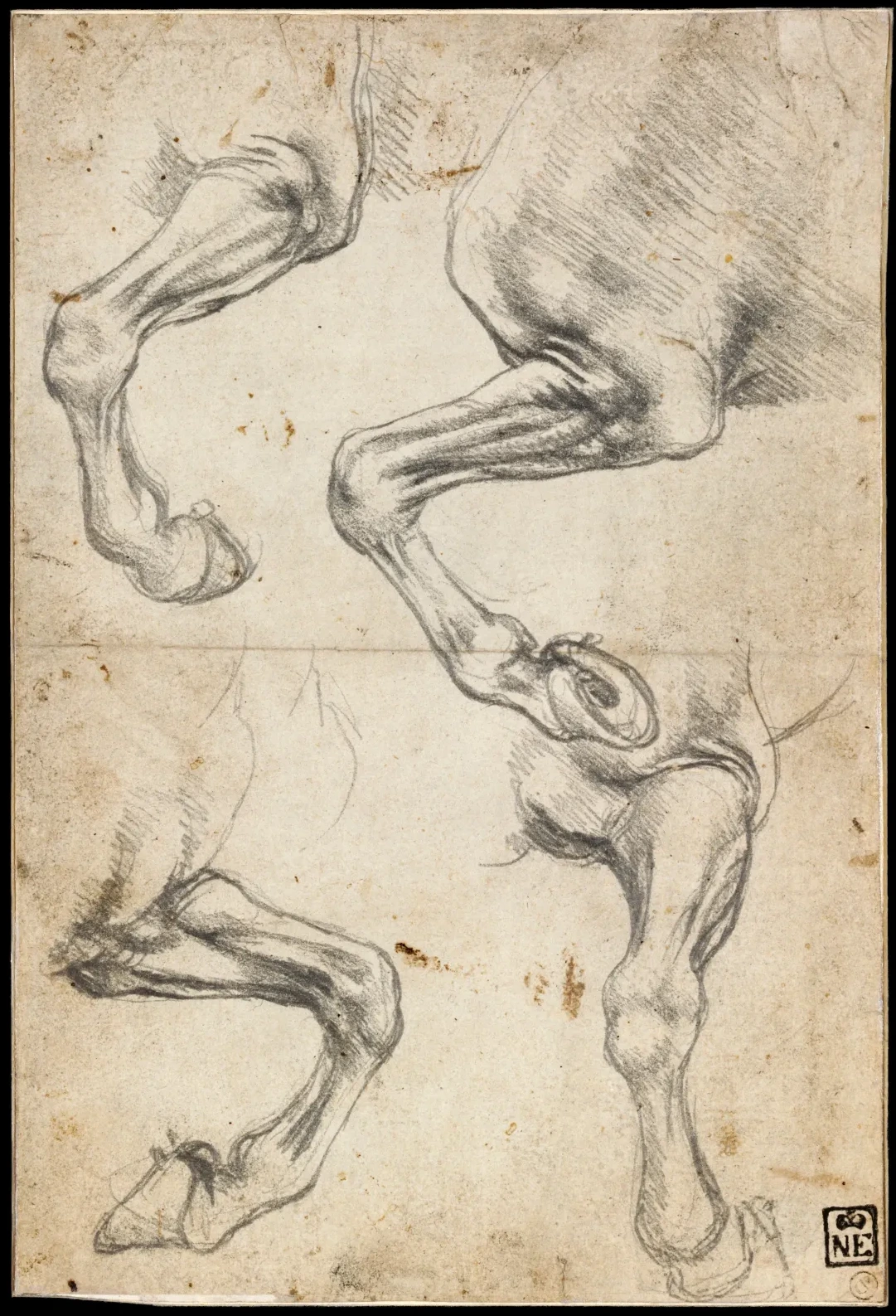 Studies of a Horse's Leg, Leonardo da Vinci