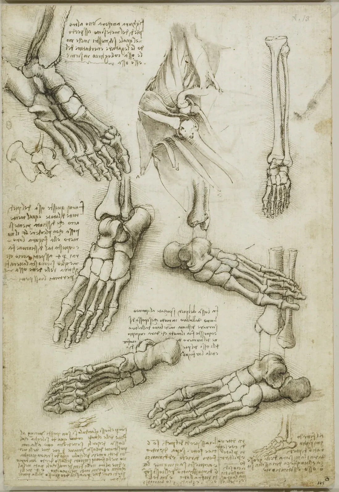 Studies of the Anatomy of the Shoulder and the Foot, Leonardo da Vinci