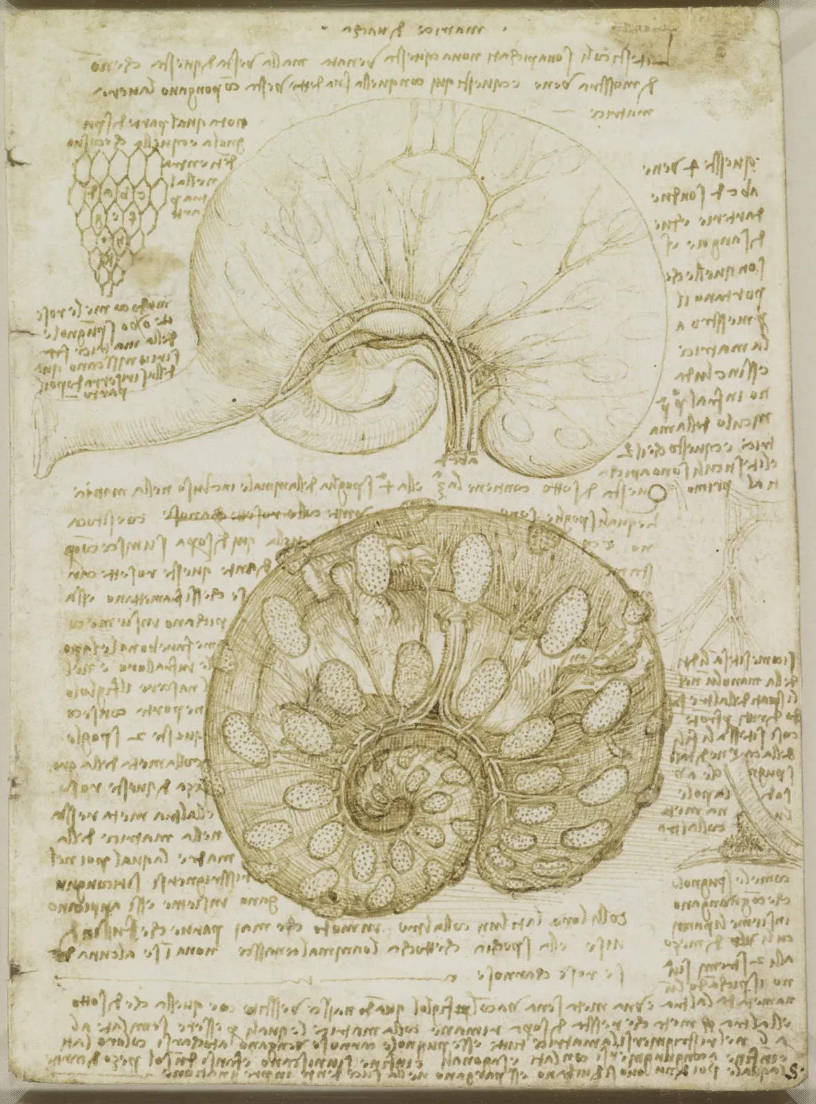 Studies of the Blood Supply of a Foetal Calf in utero, Leonardo da Vinci
