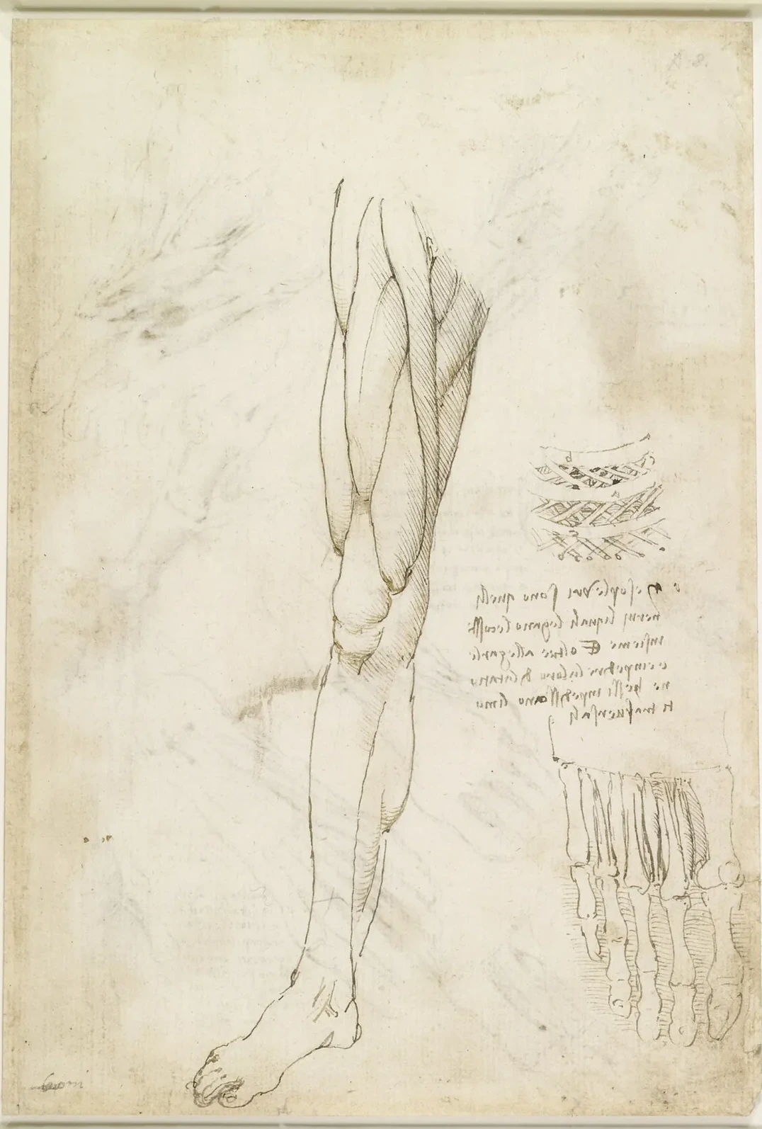 Studies of the Functioning of the Intercostal Muscles (right) and of the Muscles of the Leg, Leonardo da Vinci