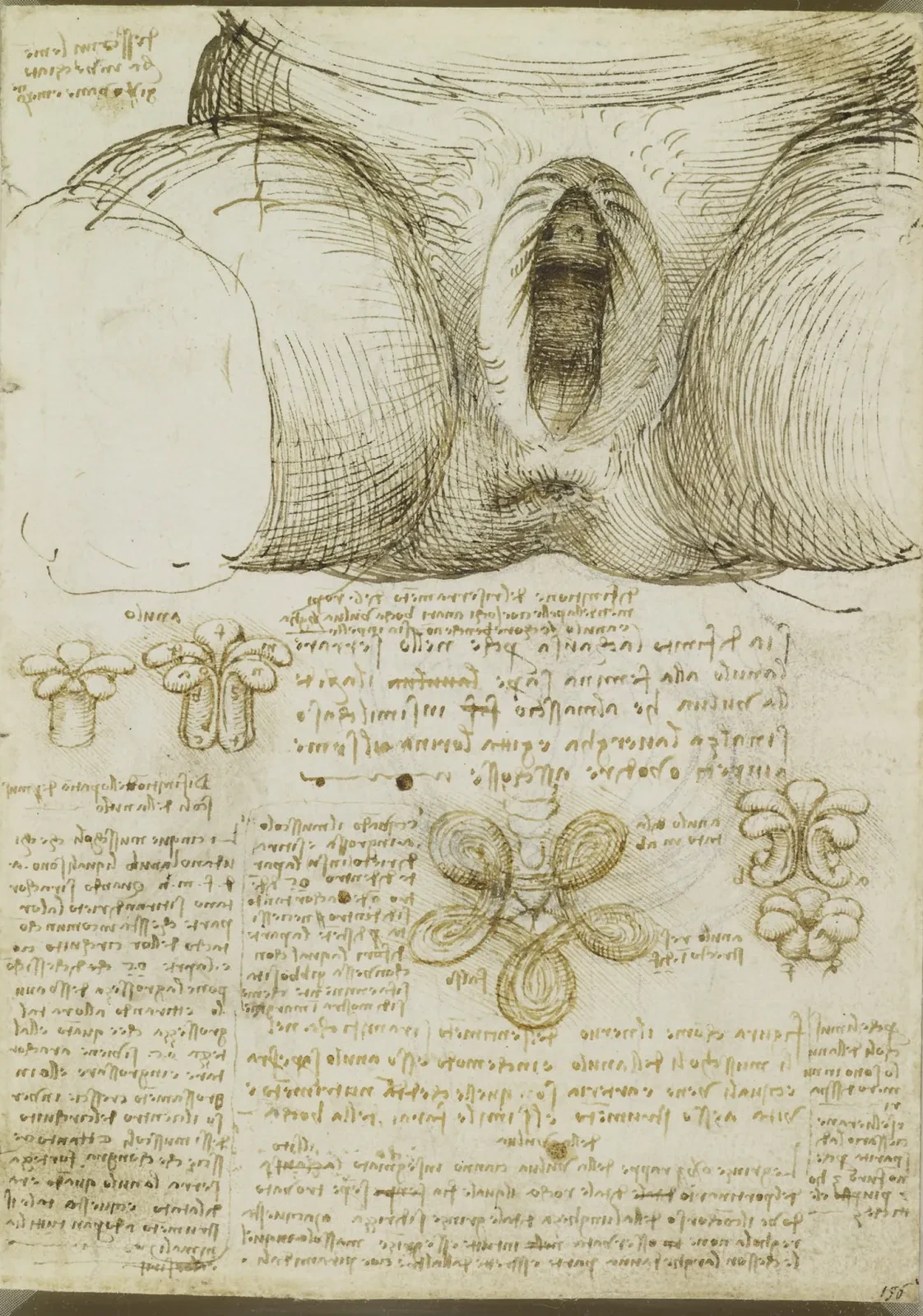 Studies of the Mechanics of the Muscles of Body Orifices such as the Vulva, Anus and Penis, Leonardo da Vinci