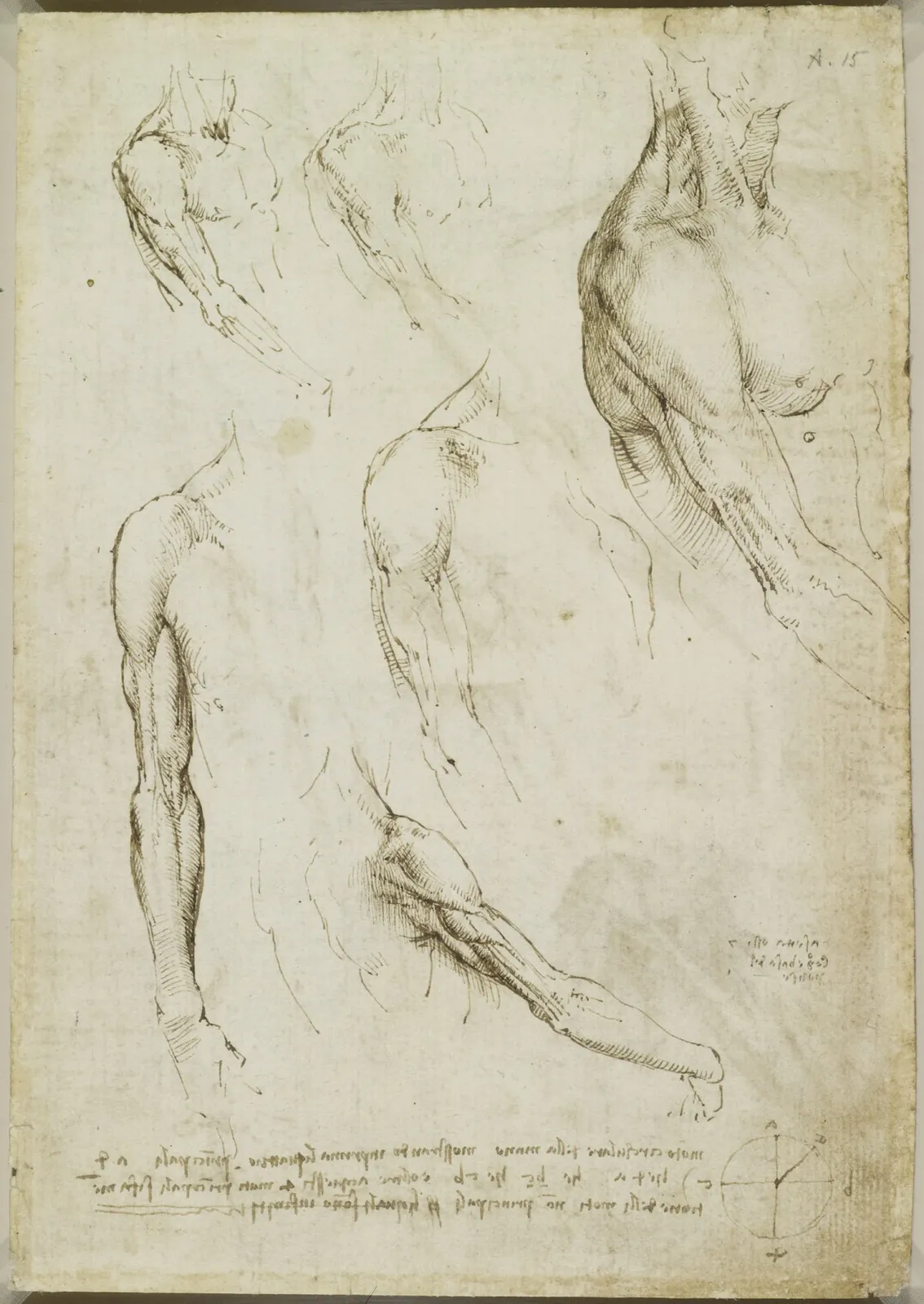 Études des muscles du cou, de l'épaule et du bras, Léonard de Vinci
