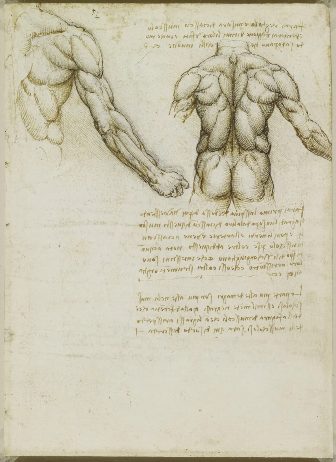 Studies of the Muscles of a Man's Back and Arms, Leonardo da Vinci