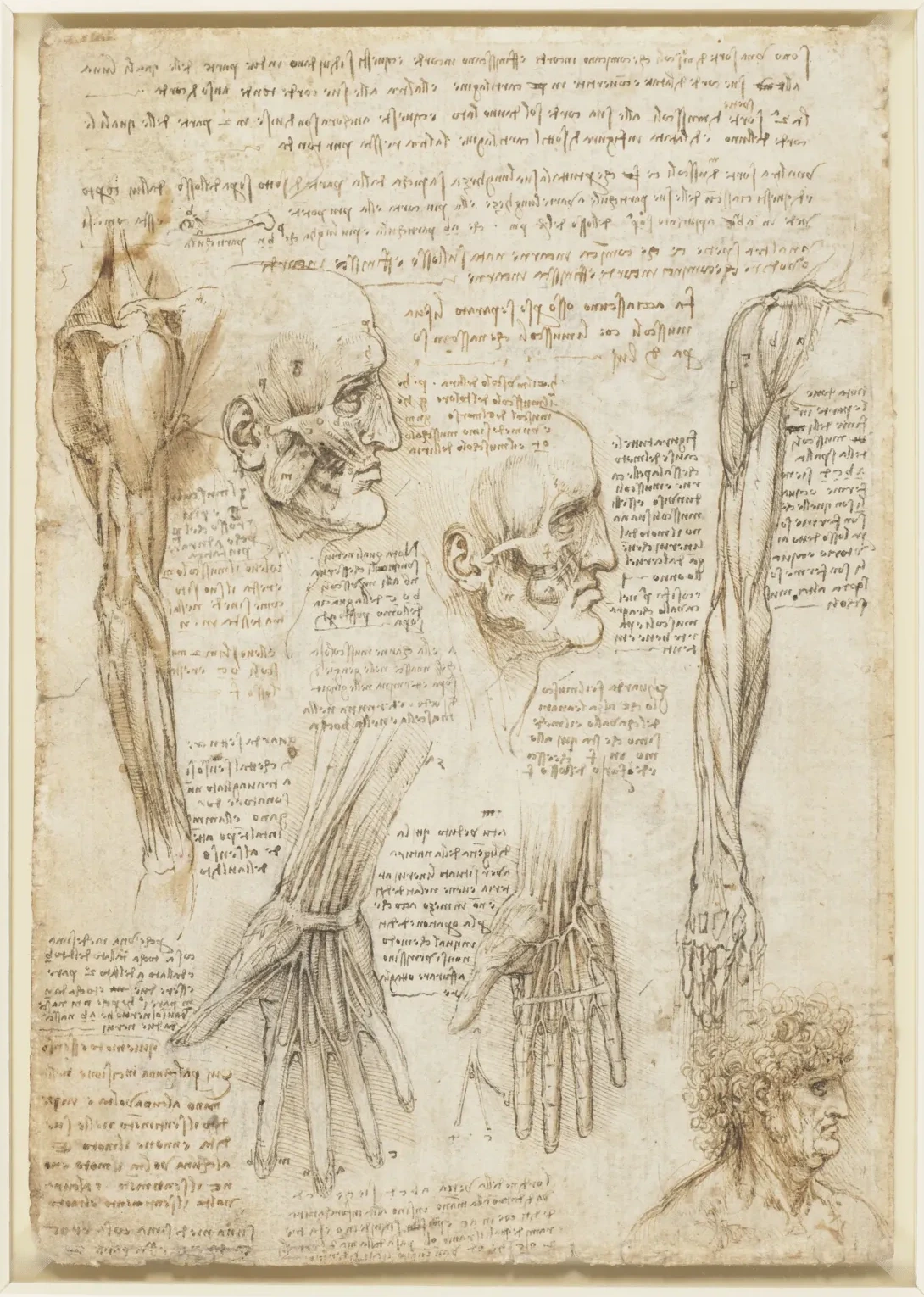 Études des muscles du bras, de la main et du visage, Léonard de Vinci