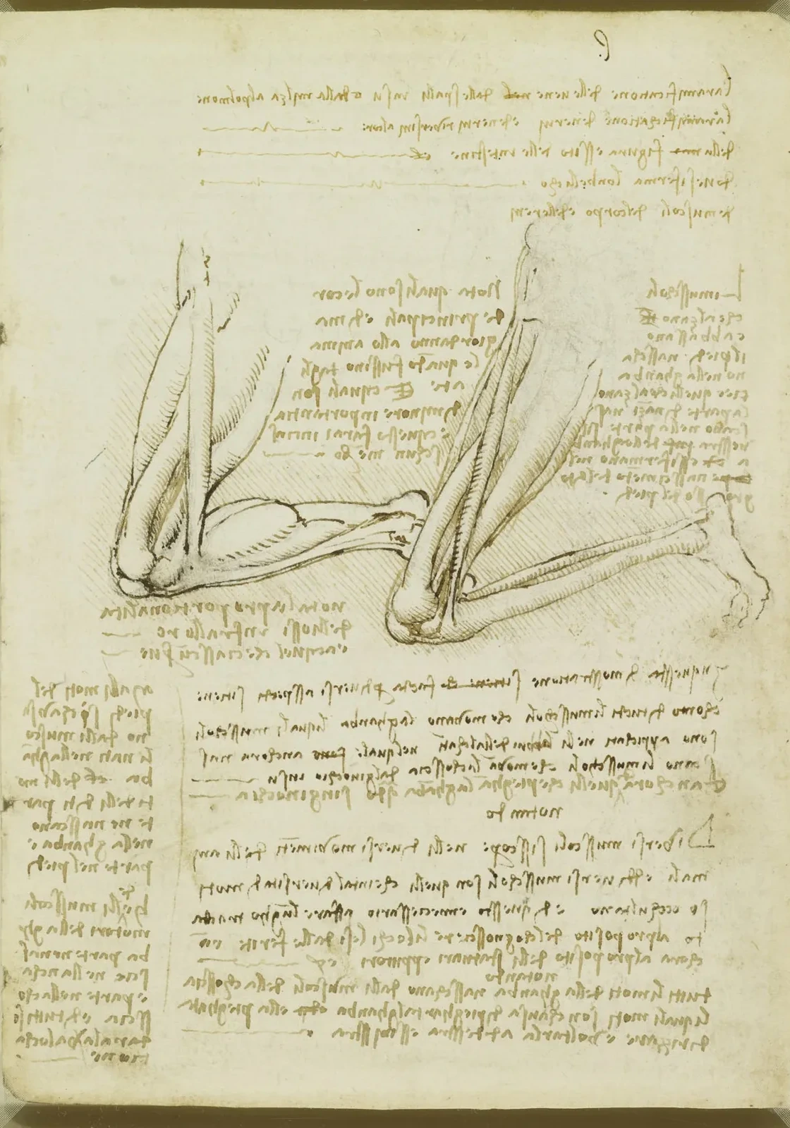 Études des muscles de la jambe, genou fléchi, Léonard de Vinci
