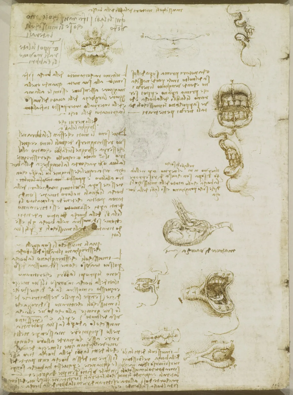 Studies of the Muscles of the Lips, Leonardo da Vinci