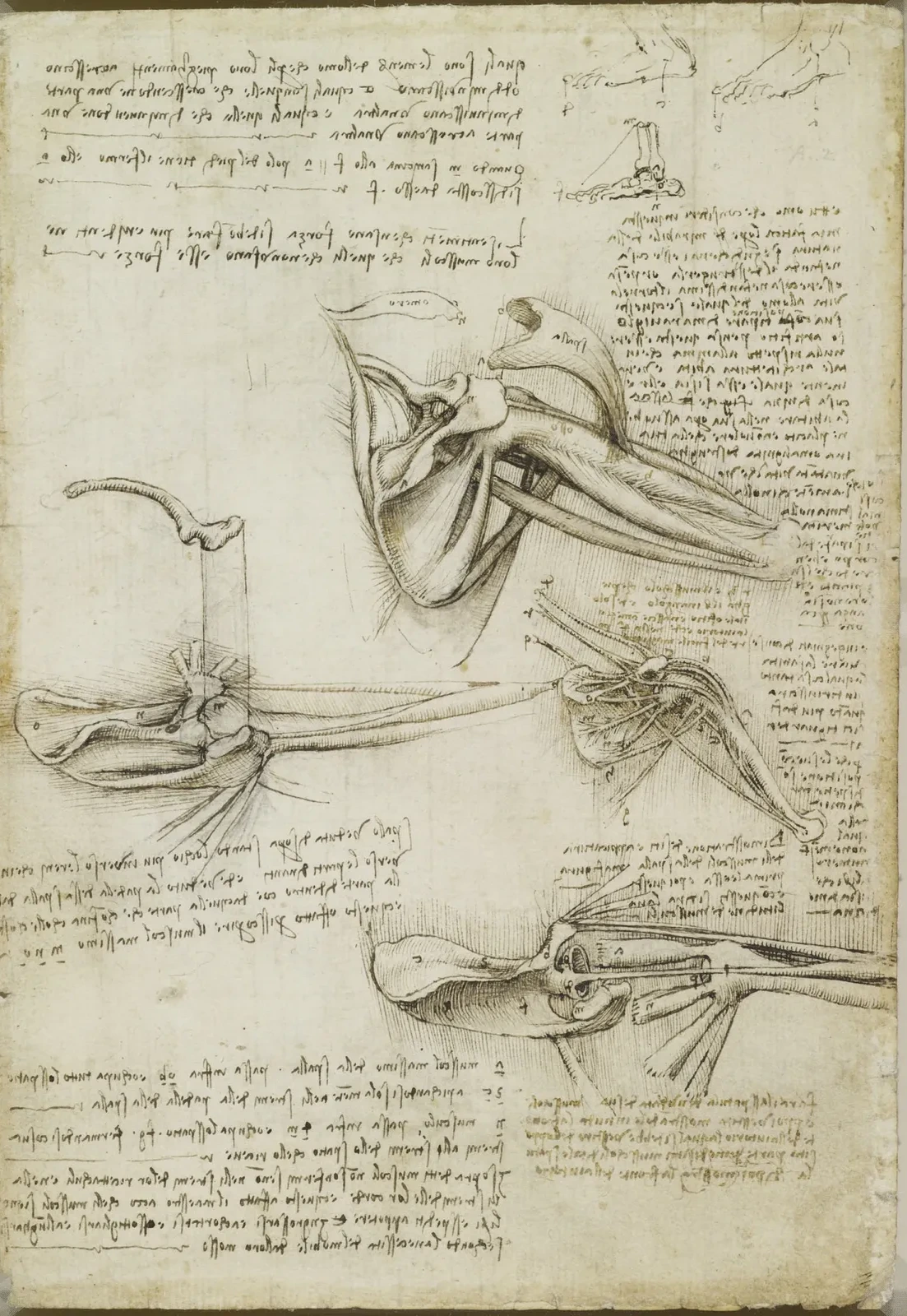 Studies of the Muscles of the Shoulder and of the Movement of the Foot and Shoulder Joints, Leonardo da Vinci